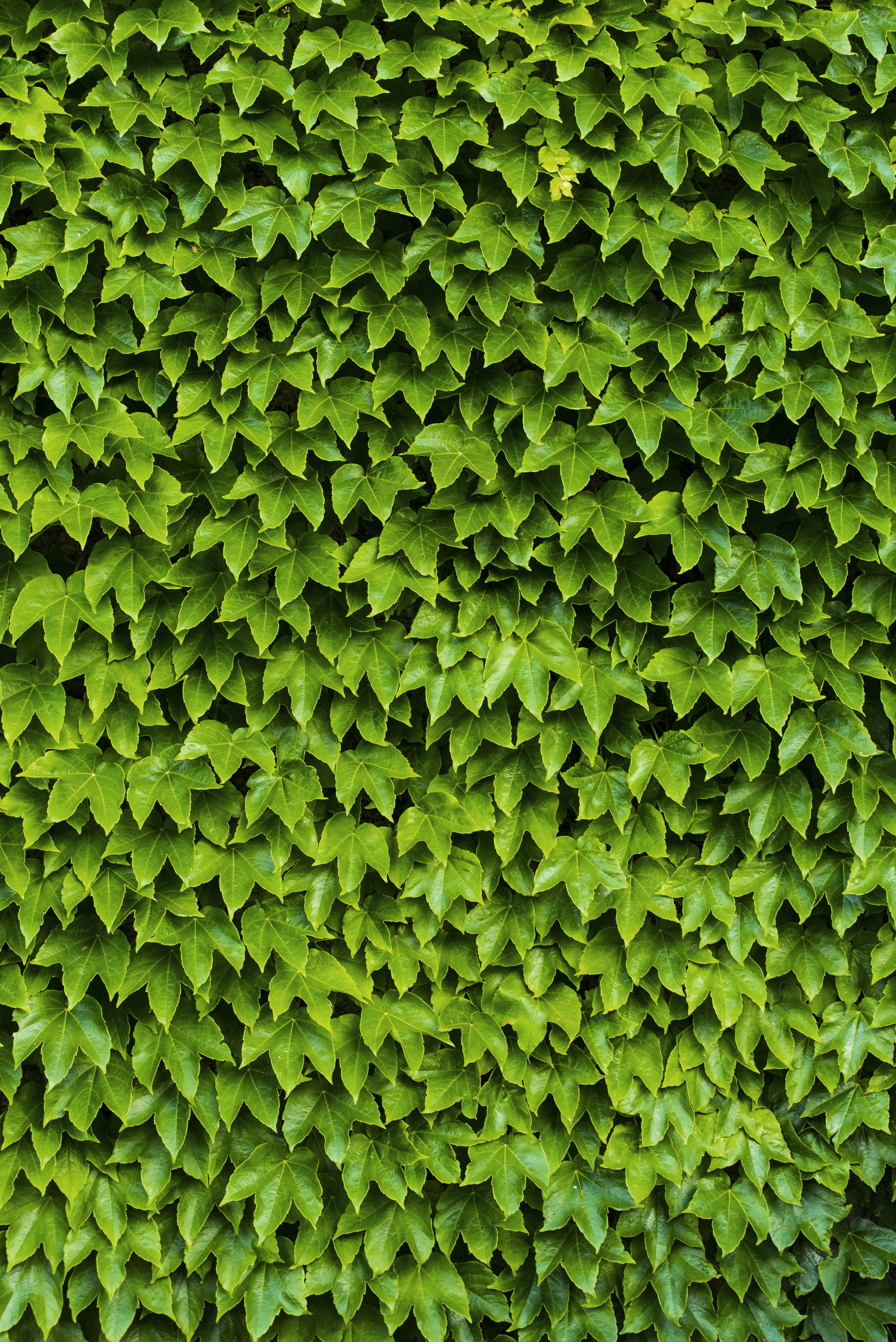 abstract, plant, lush Foliage, asoggetti, green, summer, environment, texture, 5K, outdoors, wall - Building Feature, textured, repetition, botany, alessio soggetti, Phone HD Wallpaper