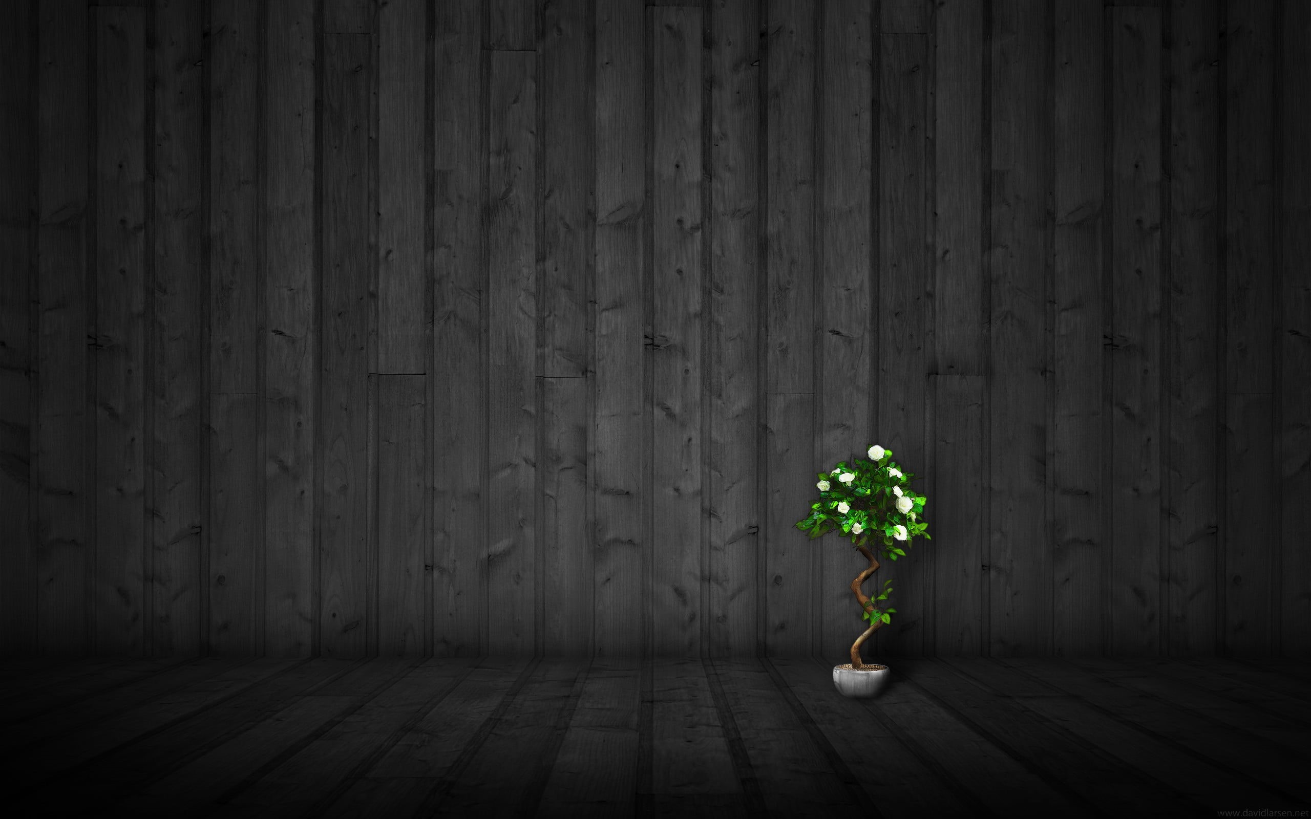 indoors, green color, artwork, creativity, glowing, no people, illuminated, day, plant, nature, textured, plants, texture, 2K, lighting equipment, wood - material, HD Wallpaper