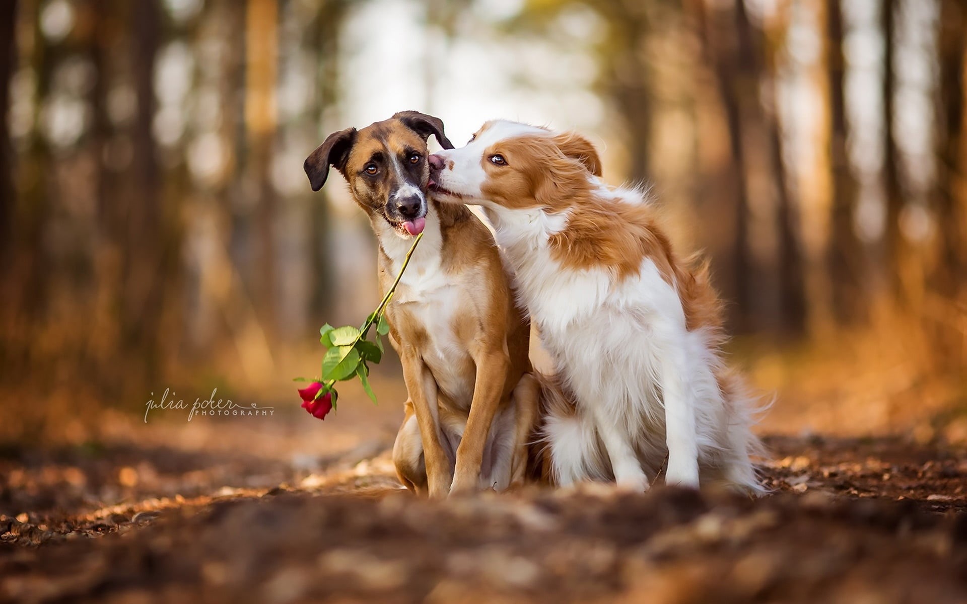 animal, selective focus, long, 1080P, animal themes, two, rose, no people, domestic animals, dogs, flowers, animals, coated, outdoors, land, canine, day, HD Wallpaper