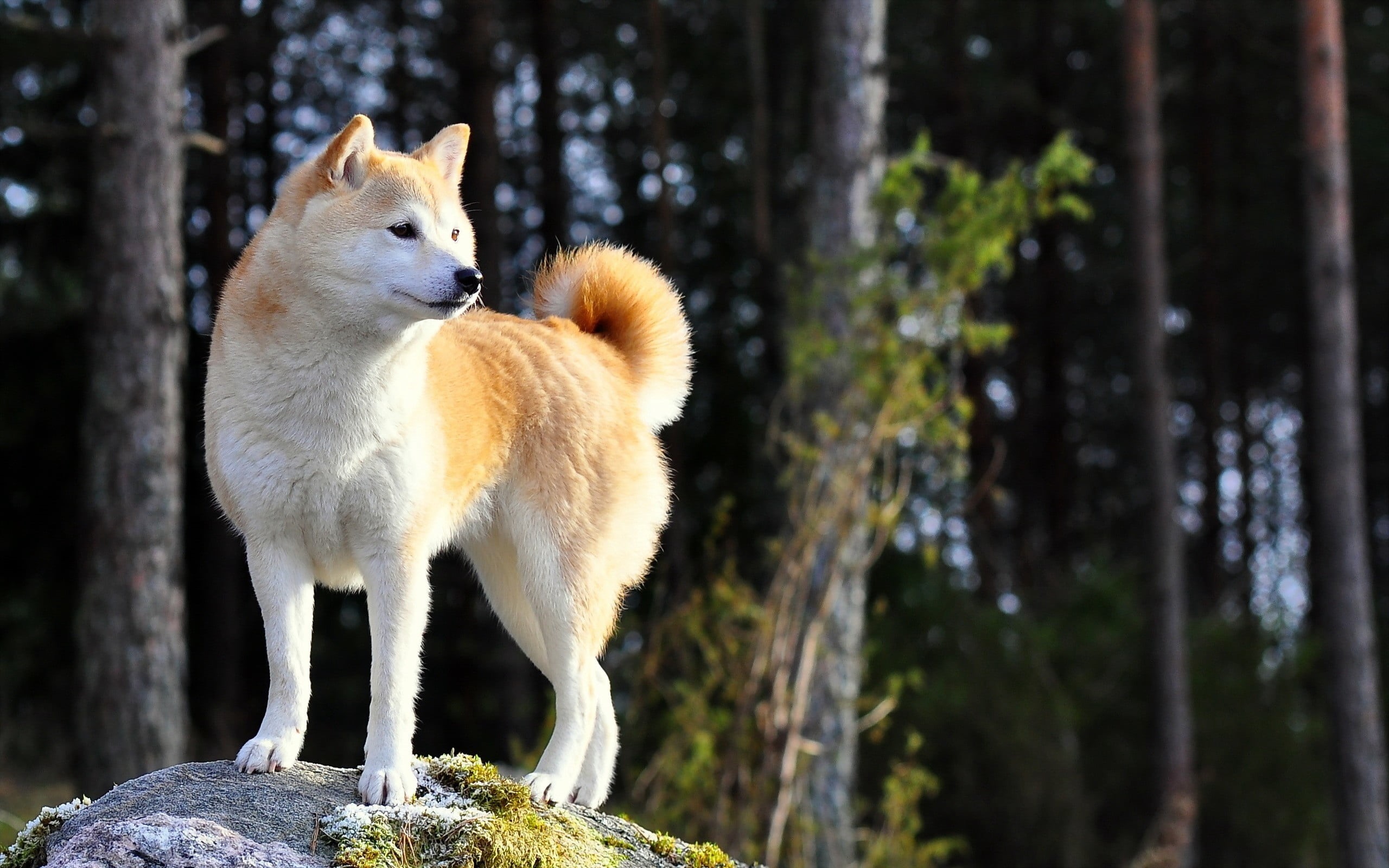 cute, mammal, friendship, vertebrate, akita, animal, puppy, outdoors, young Animal, stand, fur, animals in the wild, nature, pets, one Animal, dog, day, HD Wallpaper