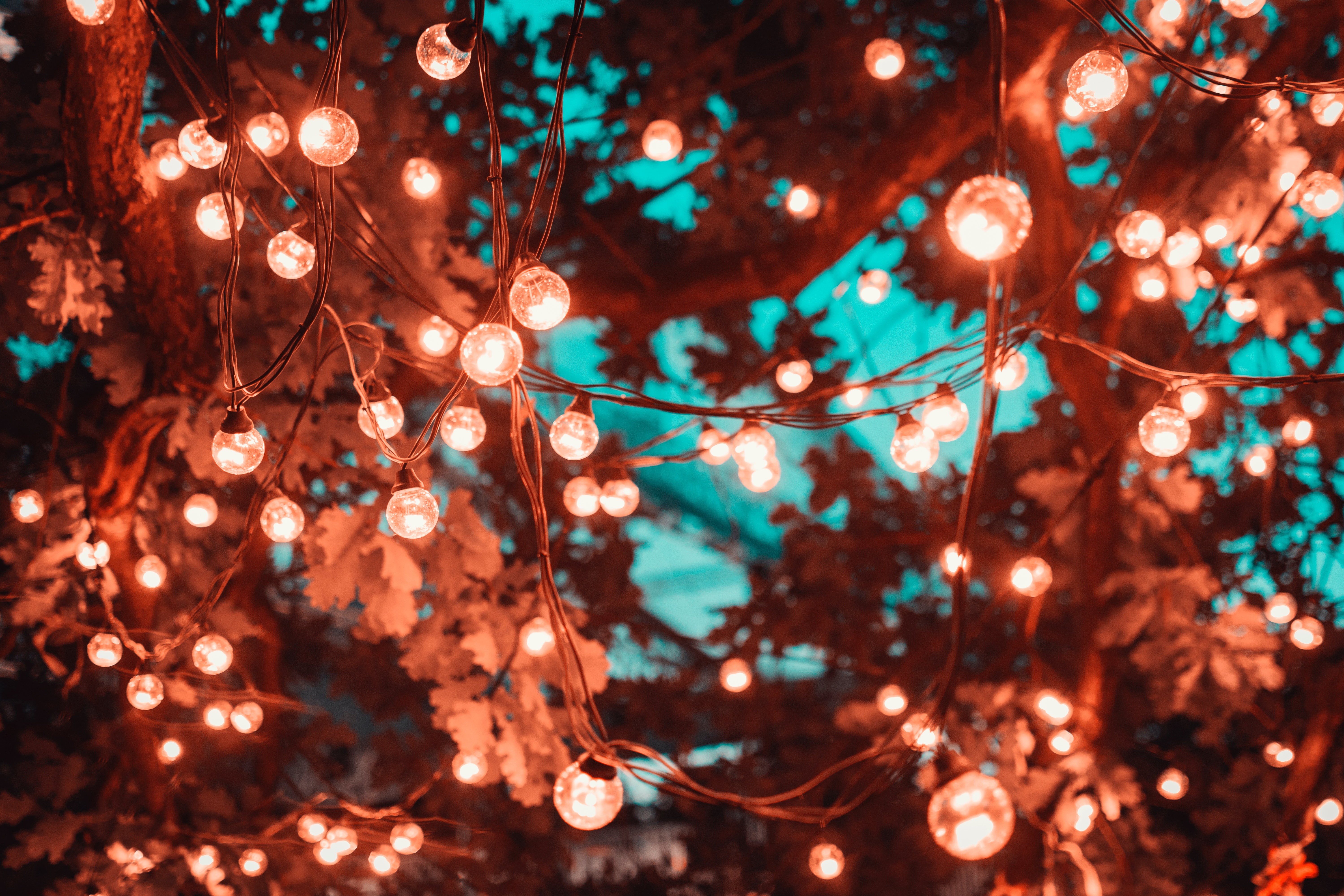 white, electricity, branch, focus on foreground, holiday, hanging, tree, christmas decoration, close-up, led, celebration, lighting, plant, red, christmas lights, HD Wallpaper