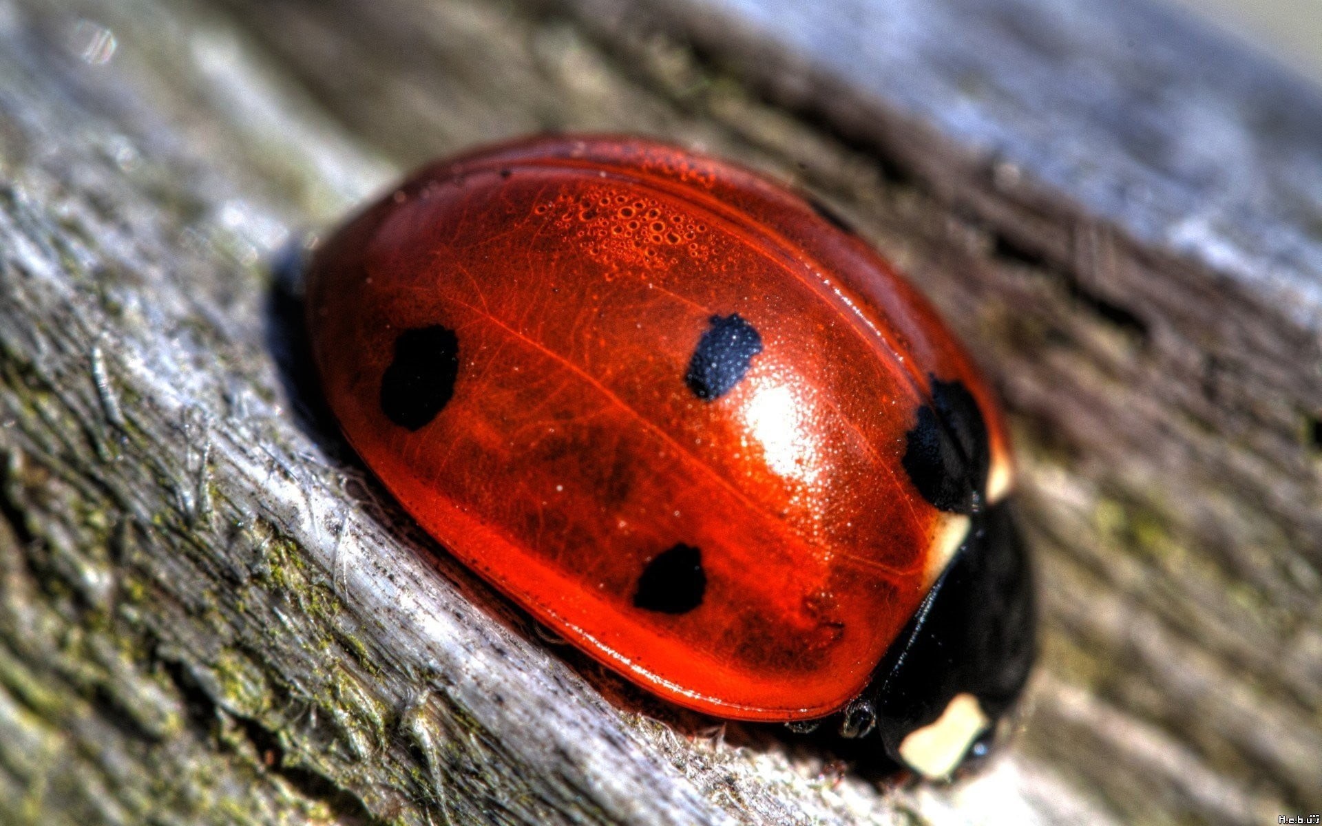 leaf, selective focus, close-up, 1080P, ladybug, wood, outdoors, small, wood - Material, textured, nature, insect, metal, red, black color, single object, HD Wallpaper