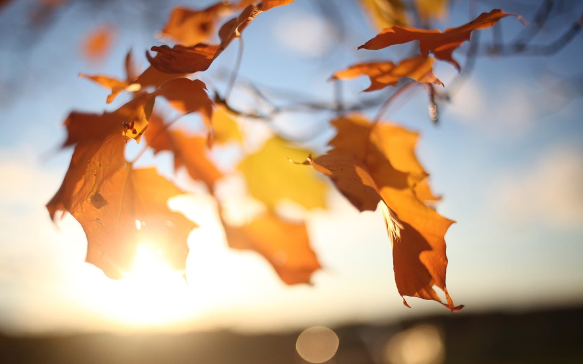 leaf, woodland, falling, selective, september, sky, bright, november, beauty In Nature, plant part, nature, orange Color, season, red, light - Natural Phenomenon, HD Wallpaper