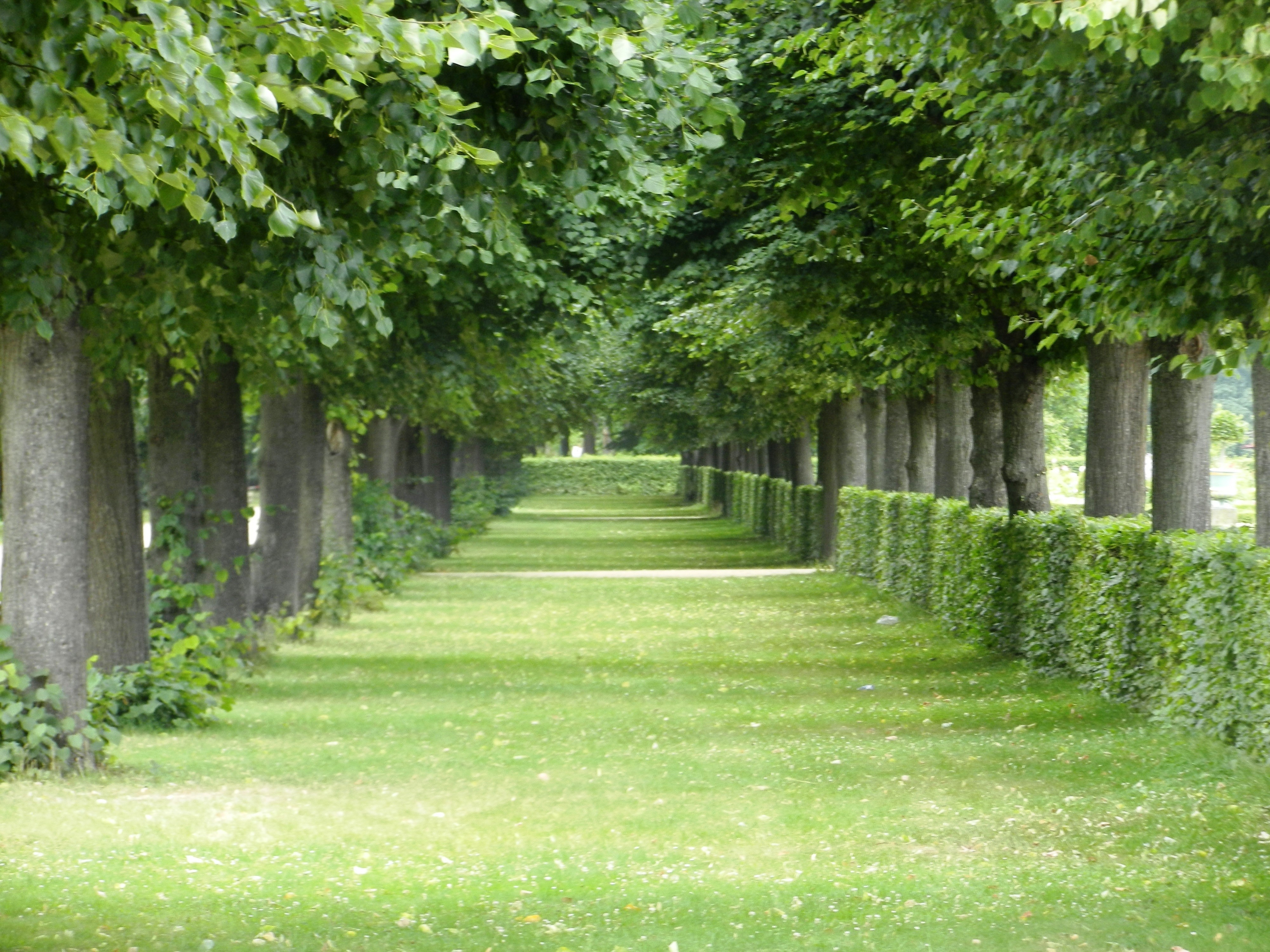 4K, park - man made space, outdoors, spacer, view, trees, grass, lane, lush foliage, beauty in nature, the environment, growth, park, no people, daytime, HD Wallpaper