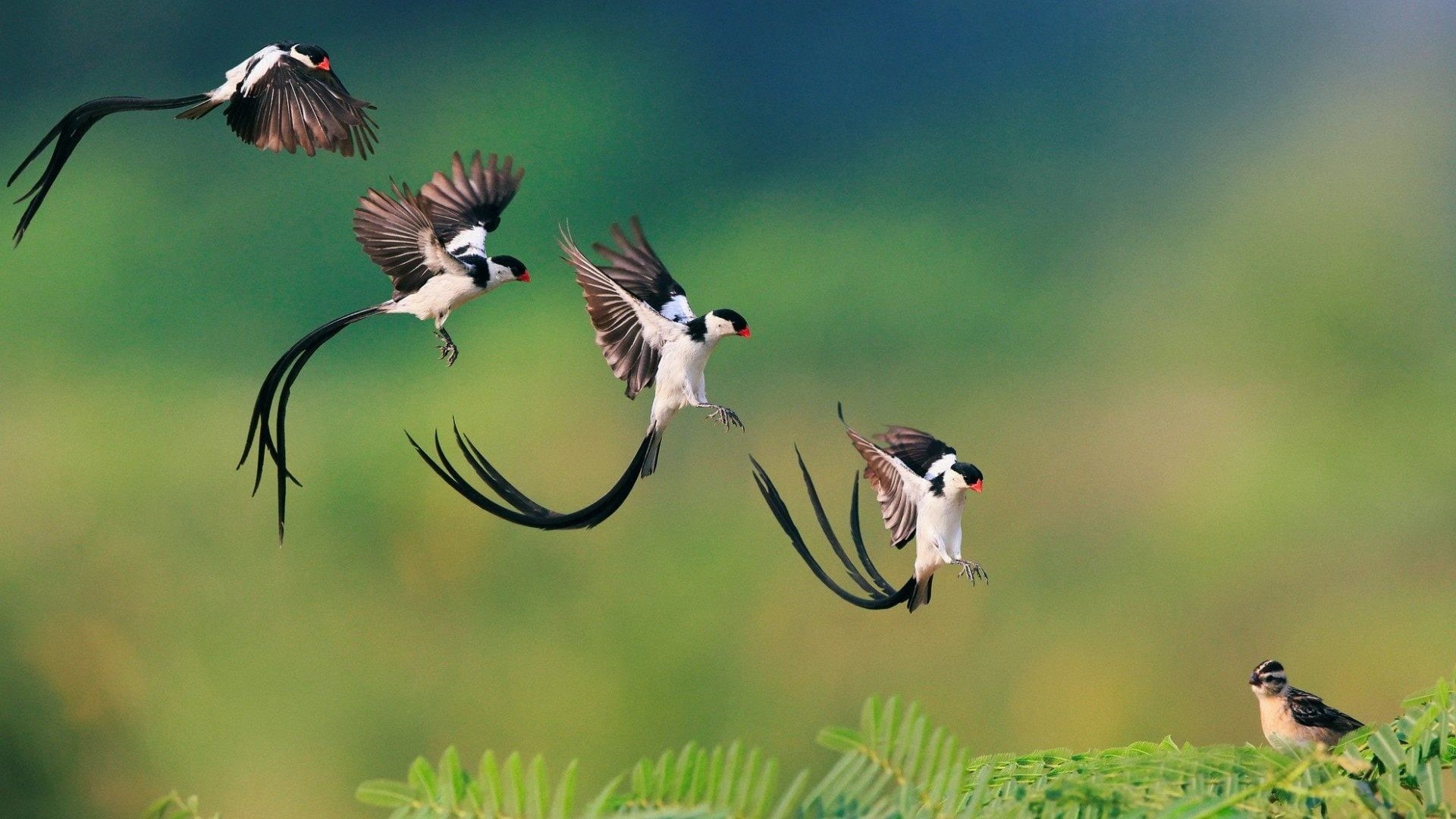 animal wildlife, animal, white, depth of field, feather, ferns, summer, green Color, vertebrate, wildlife, bird Watching, motion, outdoors, lapse, day, HD Wallpaper