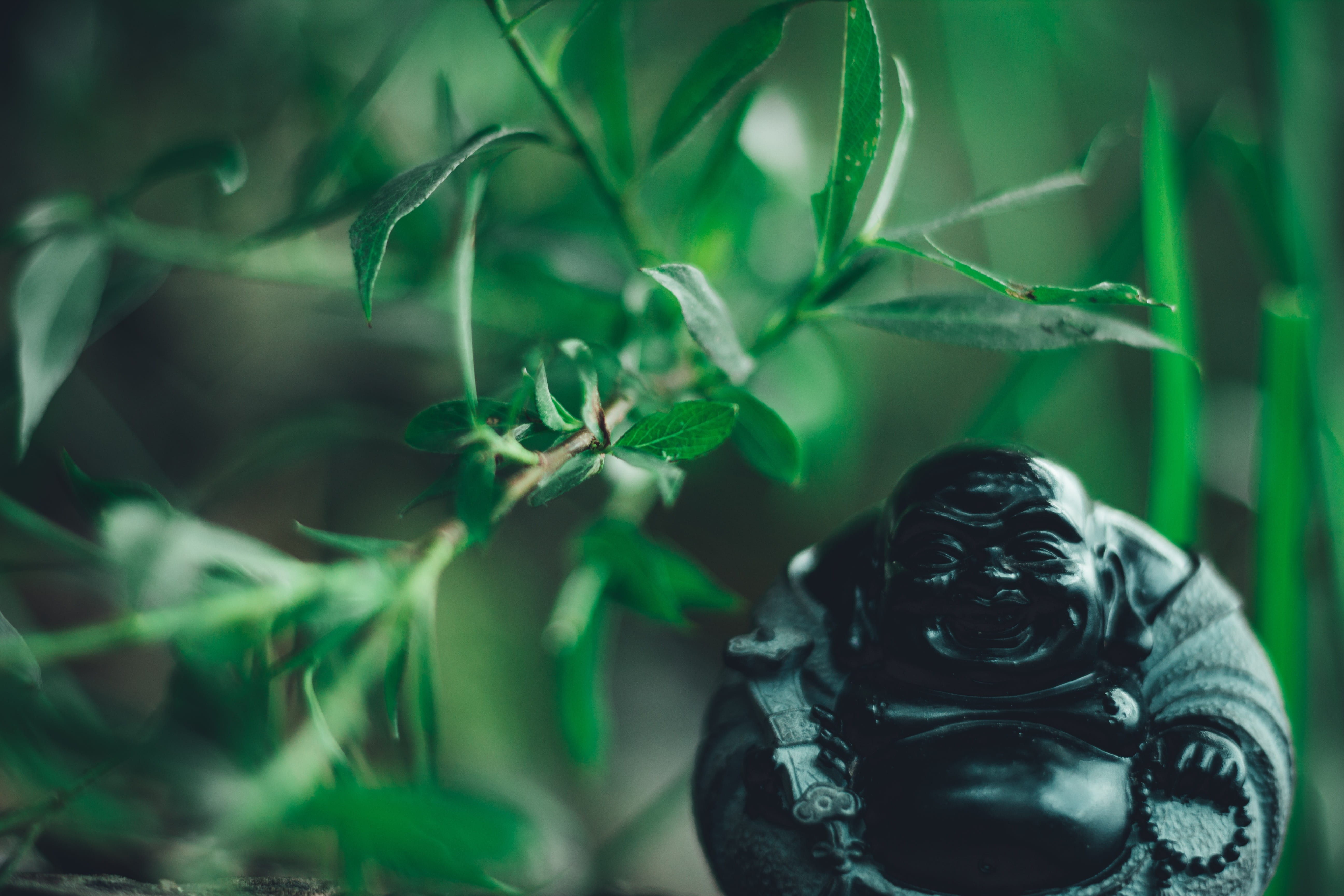 luck, peaceful, budai, statue, buddhism, water, underwater, faith, symbol, day, 5K, china, park, silent, green, animal wildlife, animals in the wild, plant part, HD Wallpaper