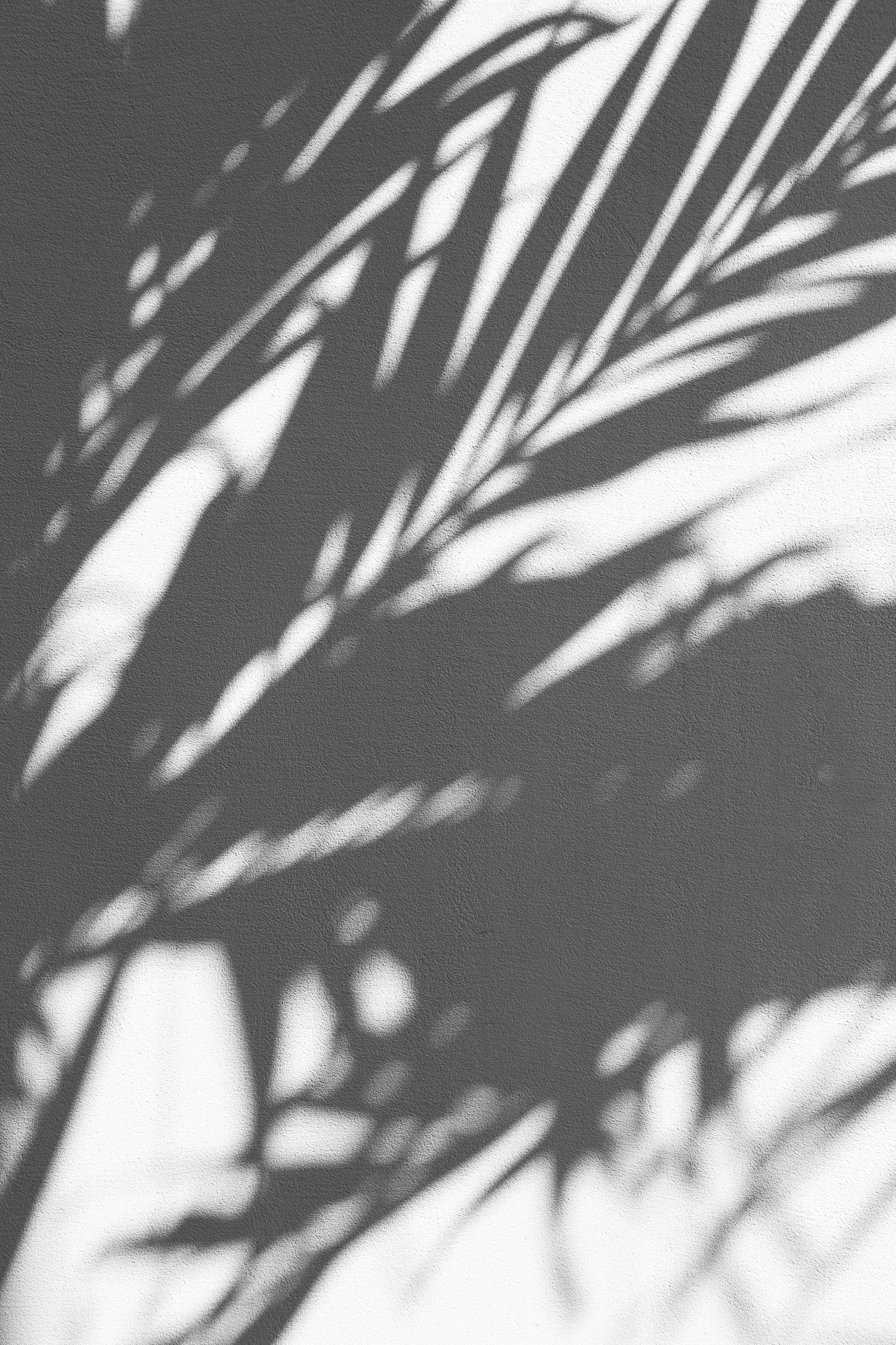 gray, leaves, plant part, white, beauty in nature, nature, focus on shadow, leafe, close-up, architecture, outdoors, no people, wall, summer, plant, built structure, Phone HD Wallpaper