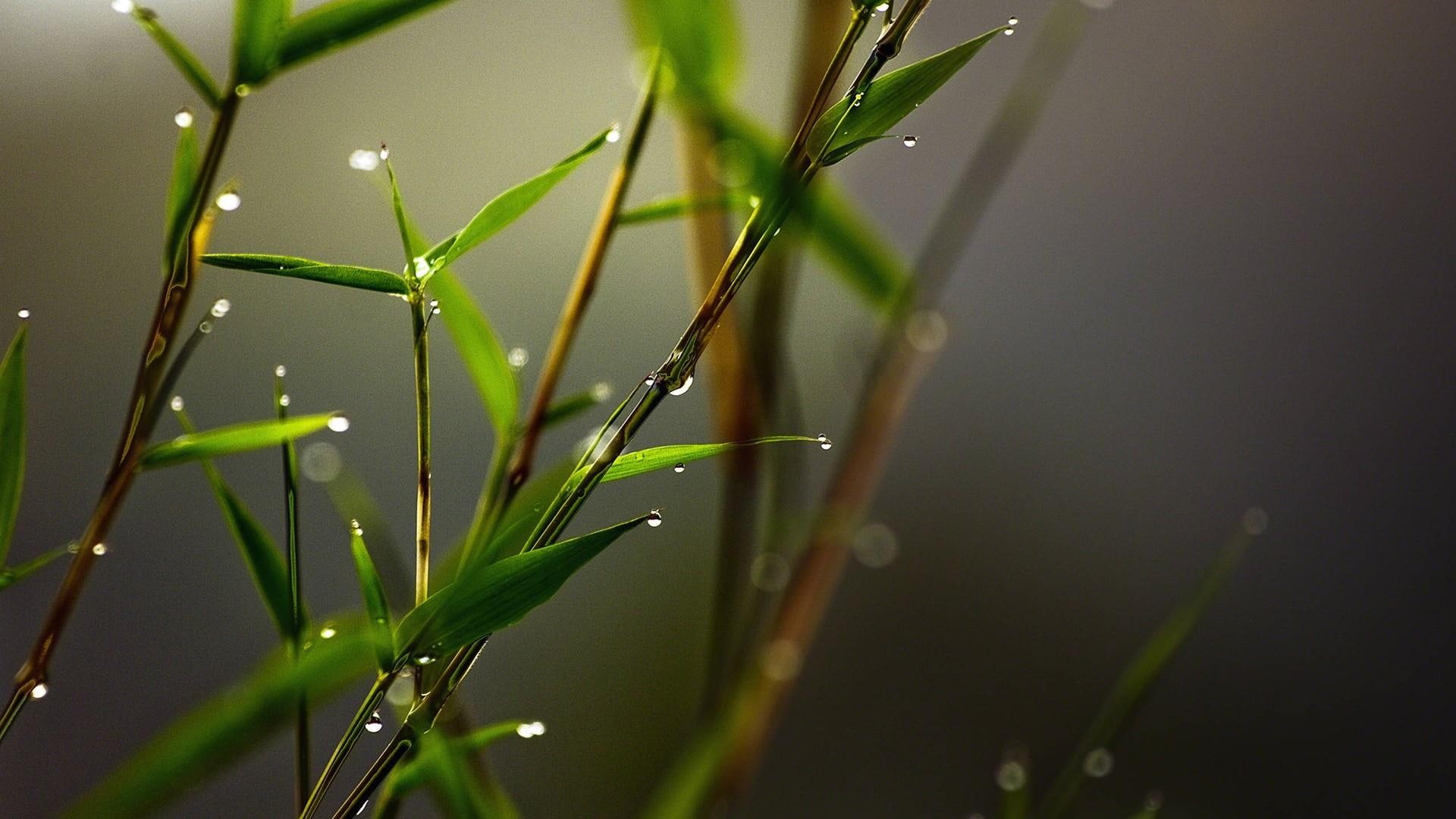 moisture, water, drops, 1080P, plant, macro, photo, droplet, macro photography, twig, close up, leaf, plant stem, photography, dew, HD Wallpaper