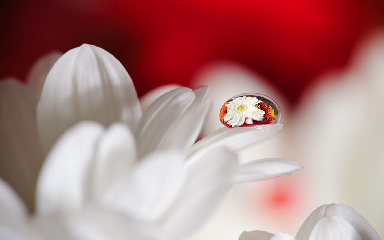 petaled, Drops, close-up, flower, white, droplets, macro, photography, plant, dewdrops, TERRORIST, nature, drop, flower  bud, backgrounds, macro photography, HD Wallpaper