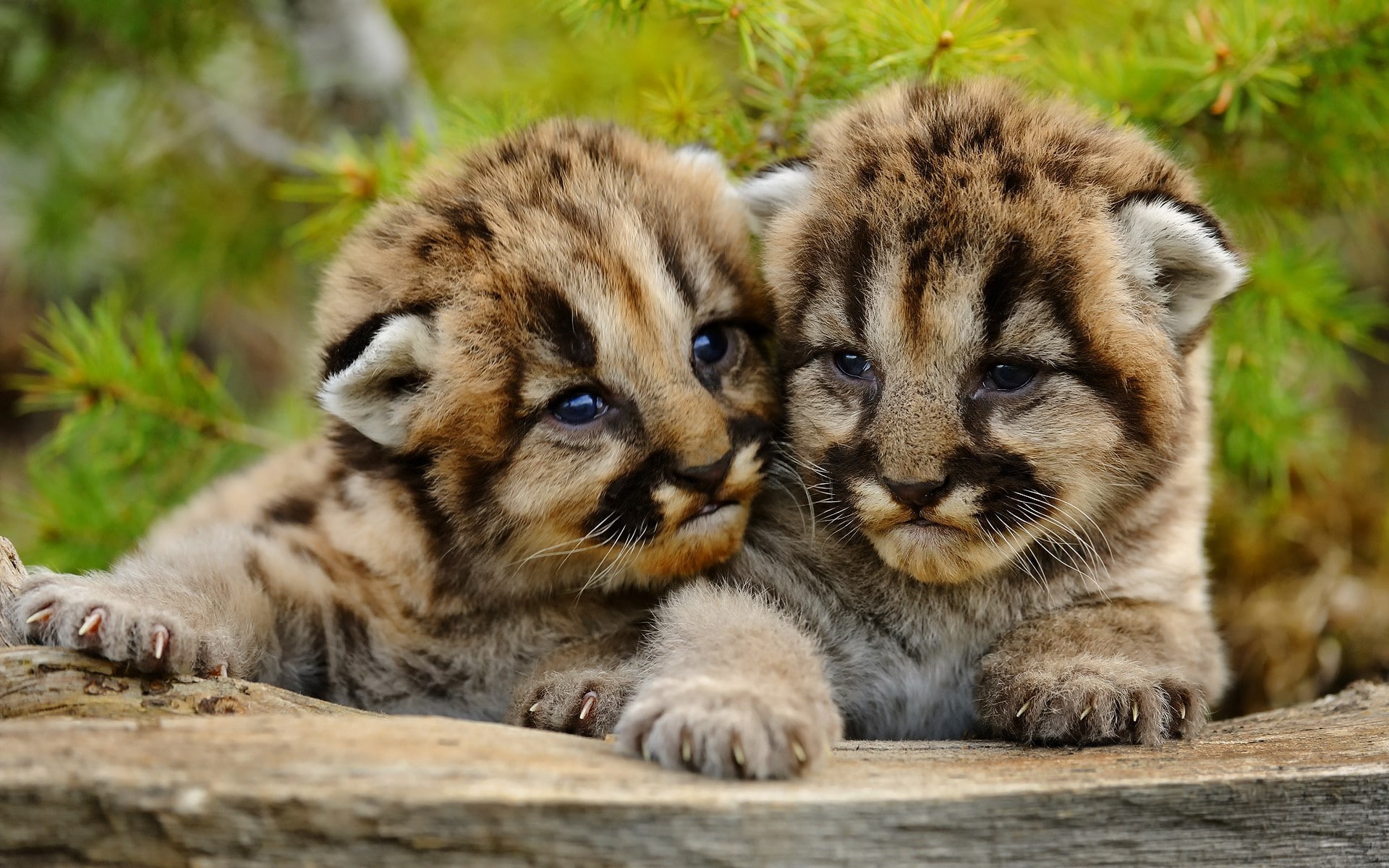 young, puma, cougar, mountain lion, small, cats, 1080P, HD Wallpaper