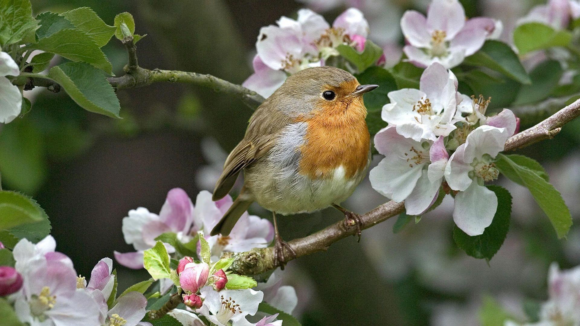 blossom, bird, small, blossoming, tree, 1920x1080, 1080P, brown, grey, animals, HD Wallpaper