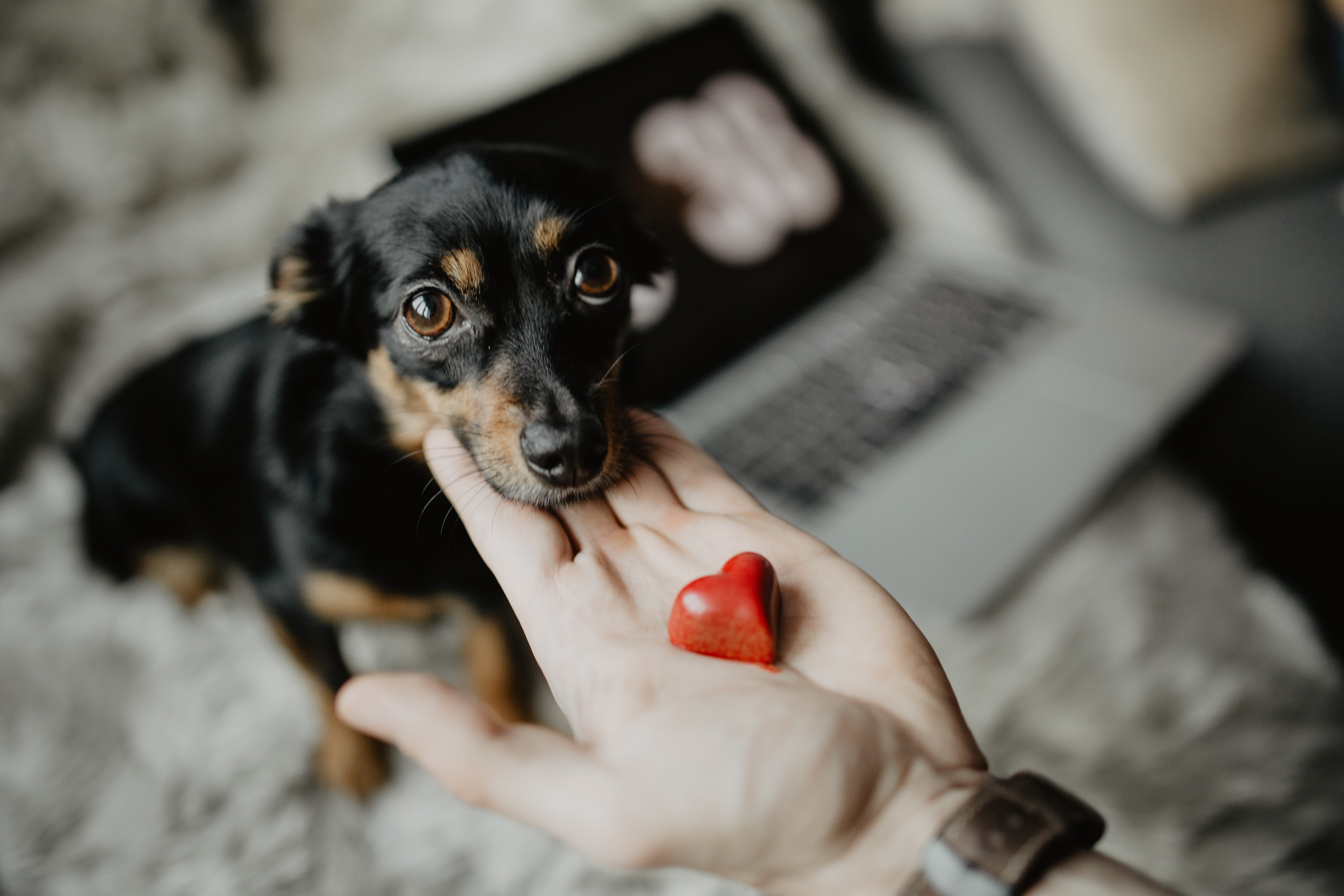 puppy, canine, human body part, mammal, heart, lap dog, hand, animal, 5K, treat, pet owner, human limb, indoors, one animal, human hand, young animal, HD Wallpaper