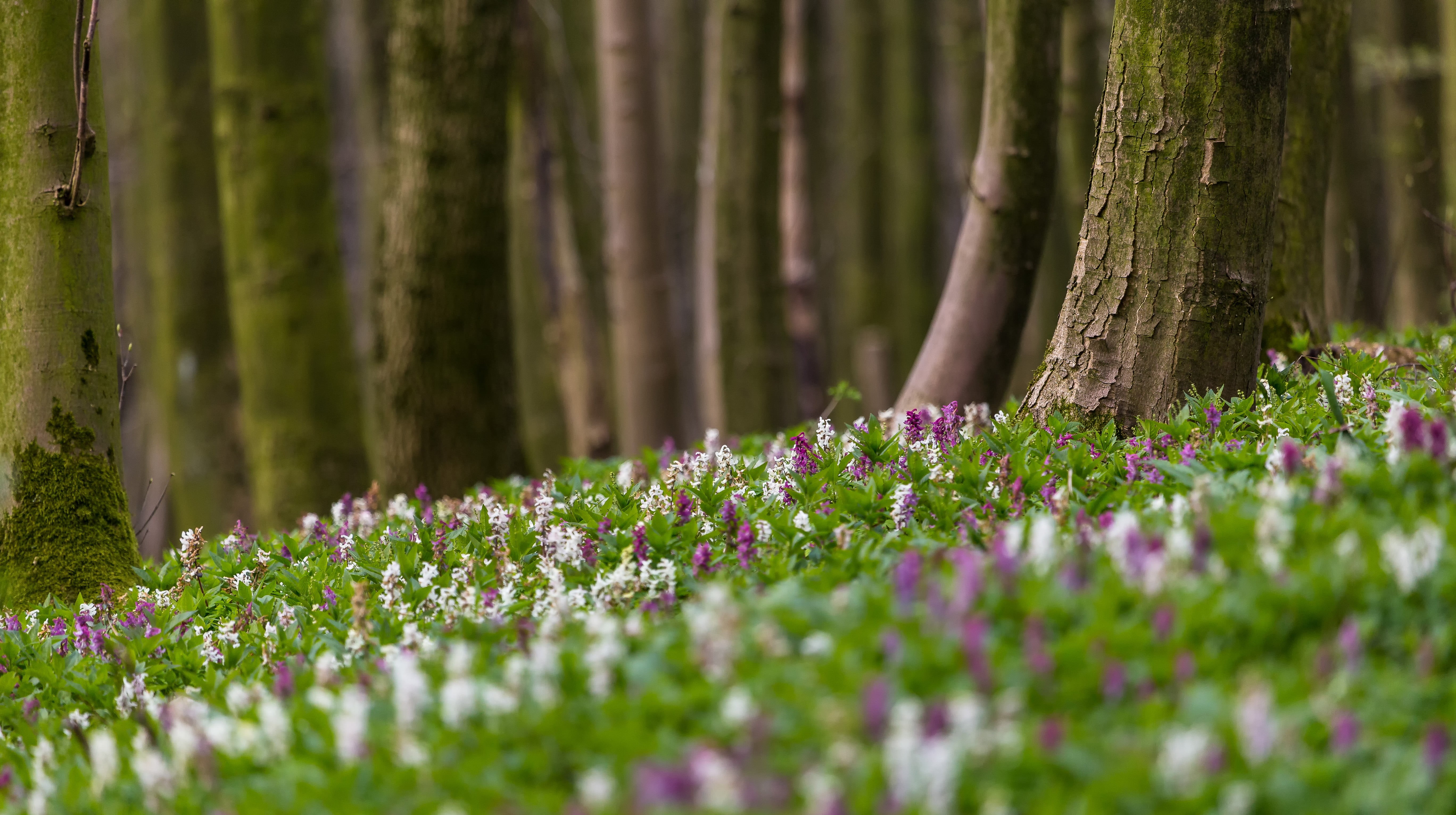 plant, 5K, flower, white, green Color, flowers, purple, small, nature, summer, Bad Iburg, outdoors, Hohler, HD Wallpaper