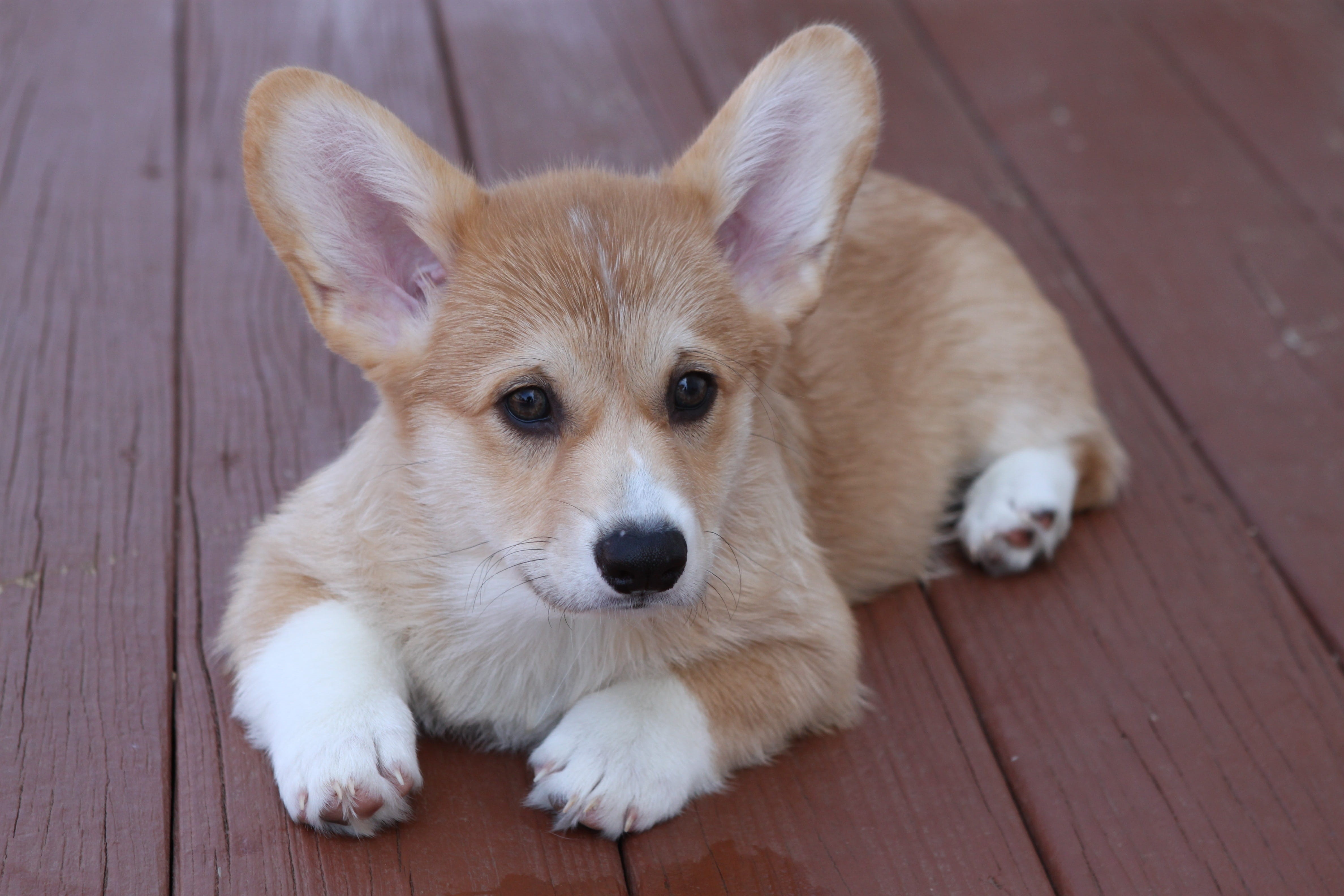 flooring, pet, no people, high angle view, day, portrait, looking at camera, vertebrate, animal, pets, sitting, small, cute, one animal, animal themes, HD Wallpaper