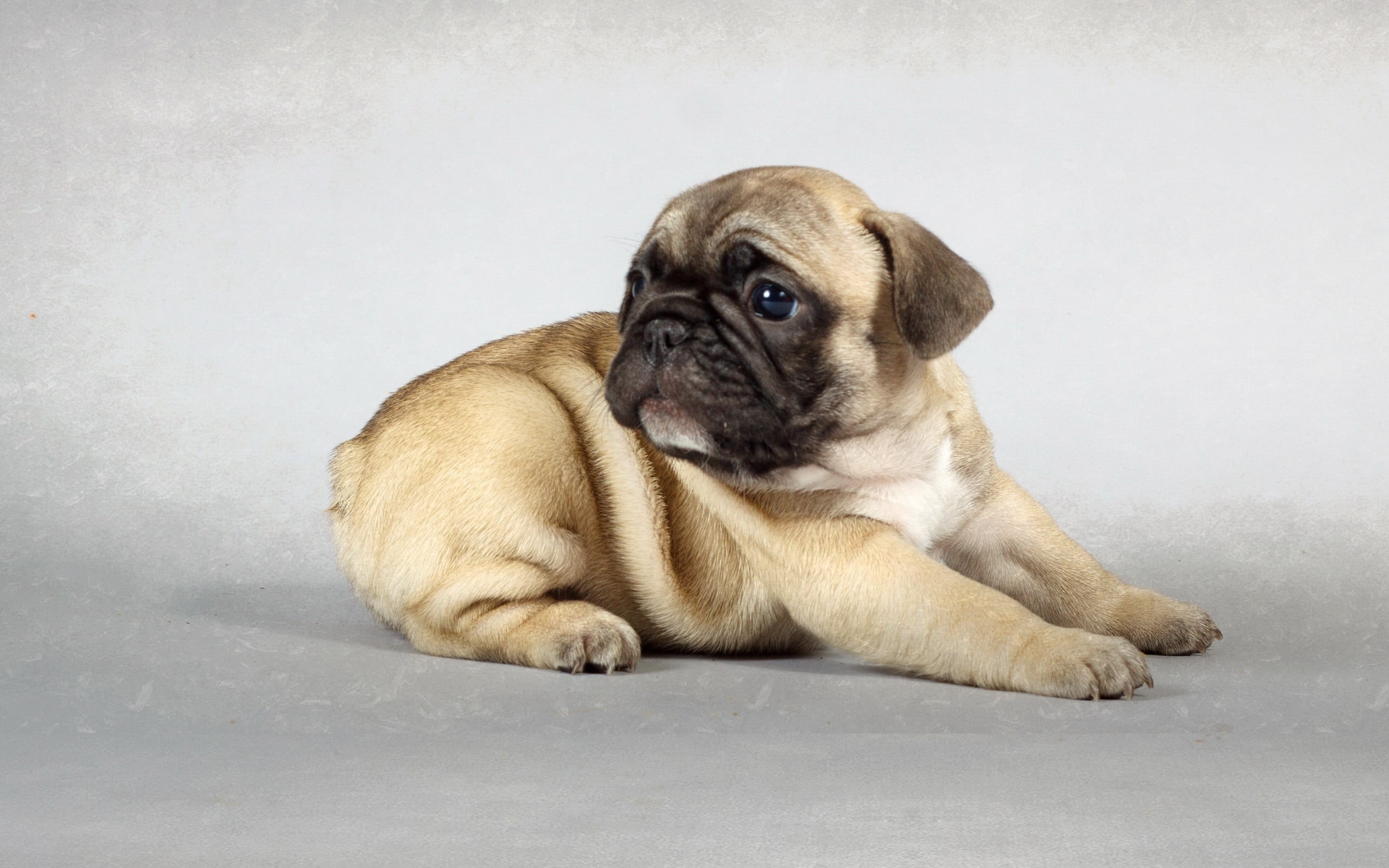 pug, dog, vertebrate, portrait, pets, fawn, indoors, canine, mammal, no people, studio shot, small, puppies, coated, young animal, domestic, animals, lying down, HD Wallpaper