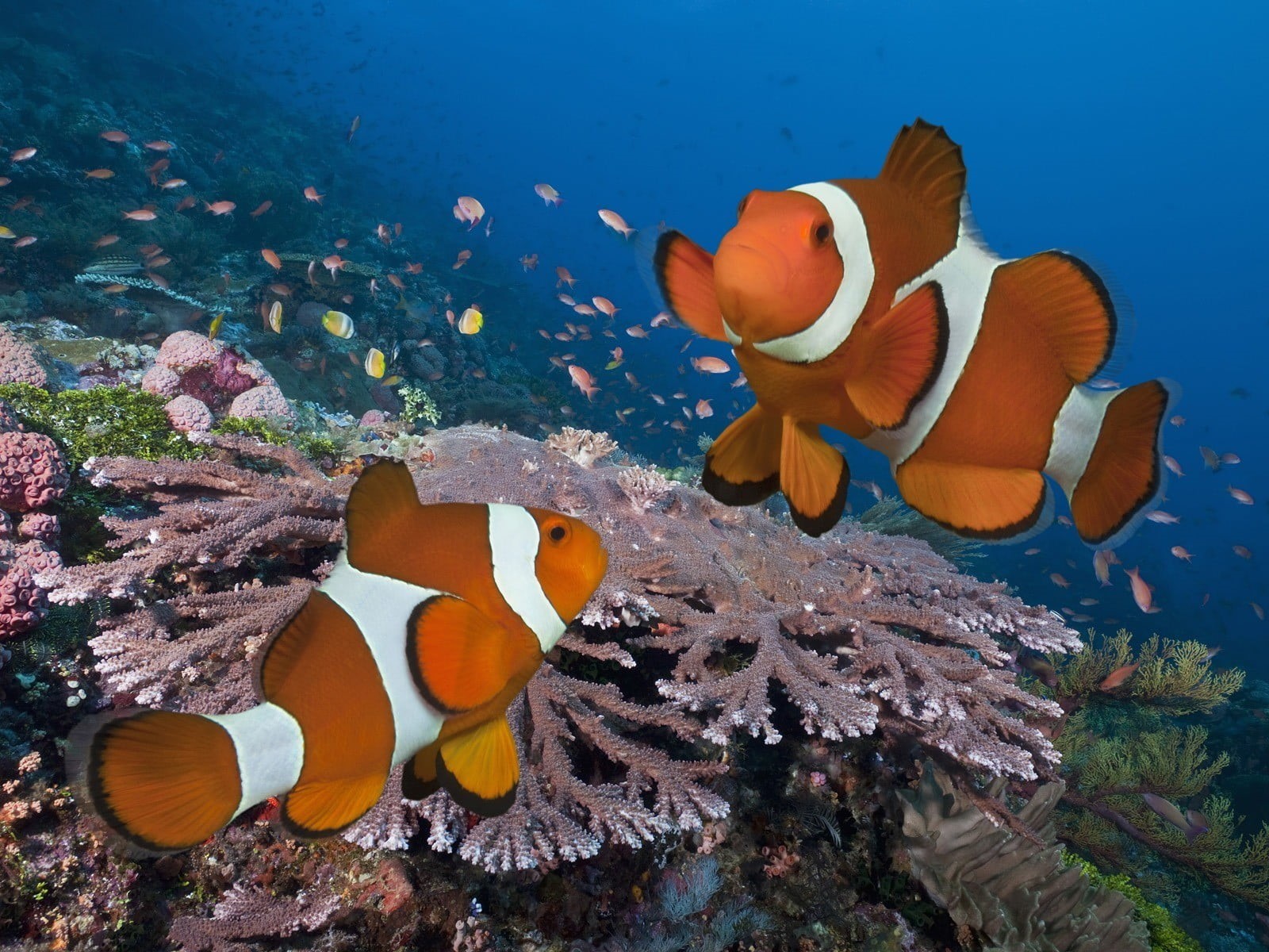 clown, sea life, animal themes, digital, group of animals, underwater, sea, nature, no people, water, clown fish, animal wildlife, animal, fish, HD Wallpaper