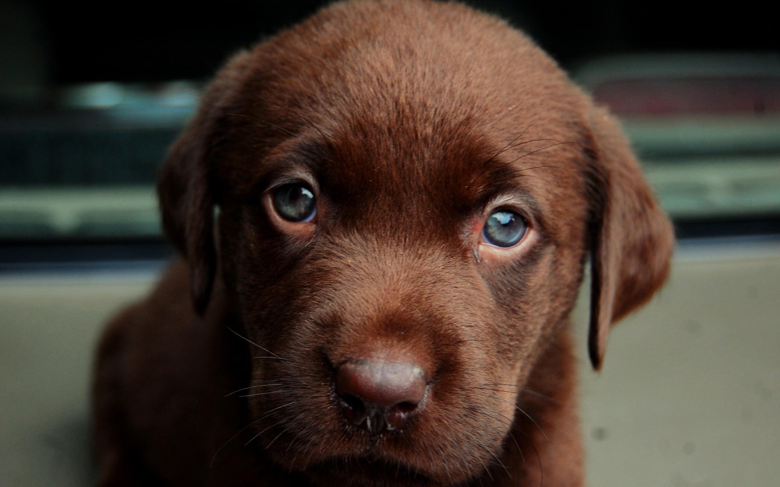 animal eye, animals, animal body part, snout, looking at camera, mammal, no people, young animal, portrait, 2K, pets, puppies, brown, domestic animals, HD Wallpaper