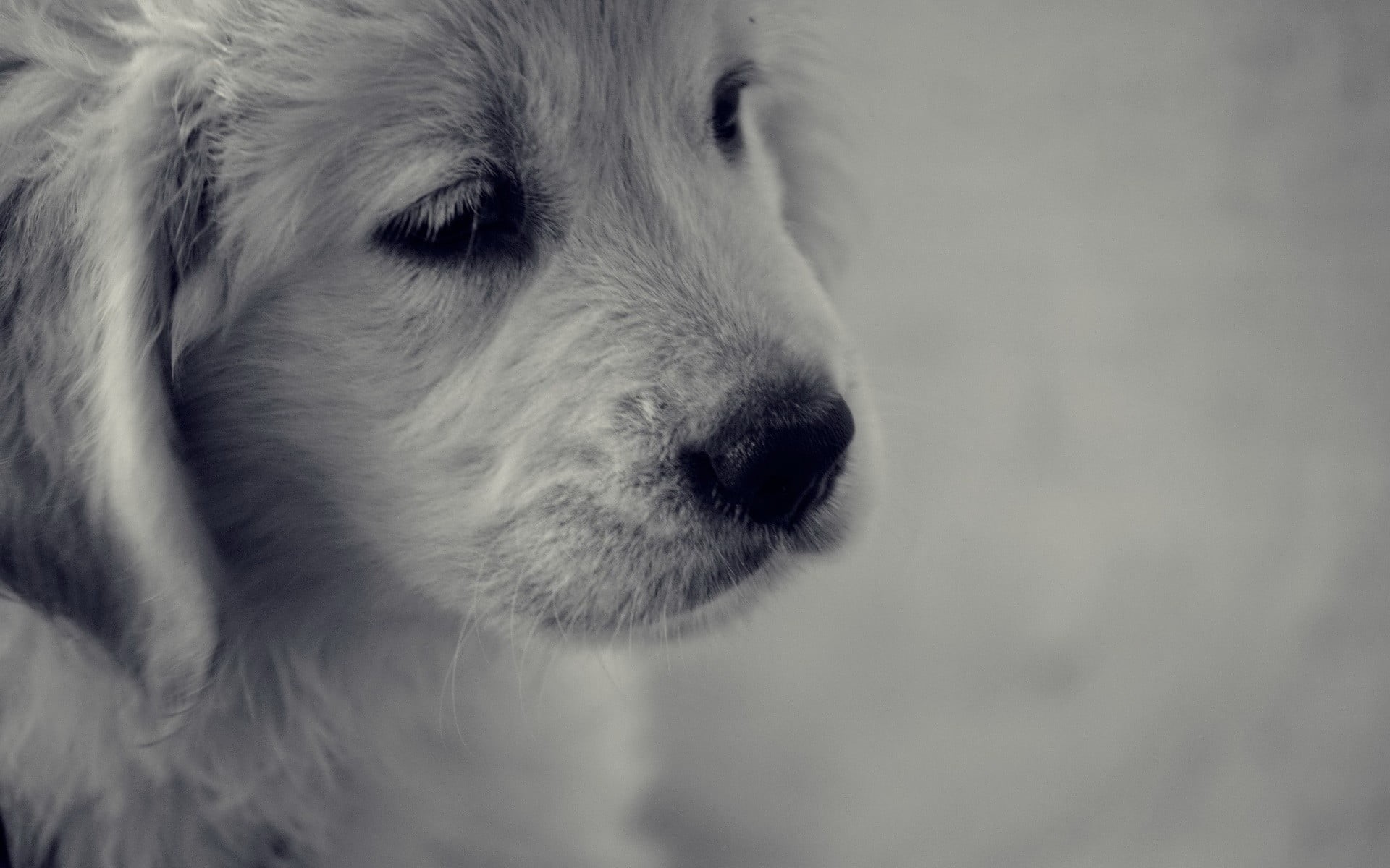 indoors, puppy, animal, pets, no people, focus on foreground, coated, domestic, puppies, animal themes, dog, mammal, animal eye, profile view, one animal, HD Wallpaper