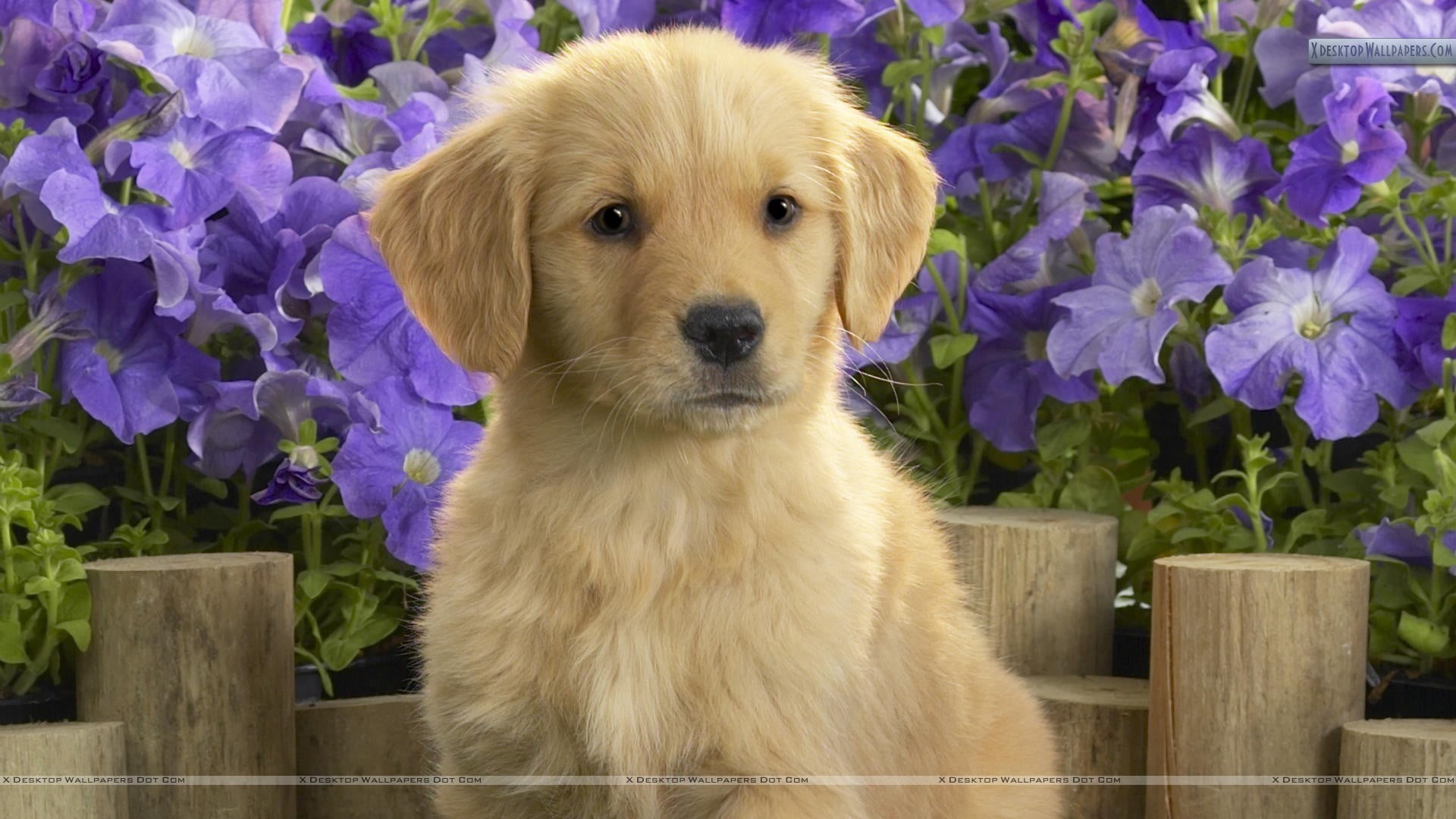 short, plant, animal head, looking at camera, golden retriever, puppies, purple flowers, puppy, young animal, brown, retriever, one animal, no people, 1080P, HD Wallpaper