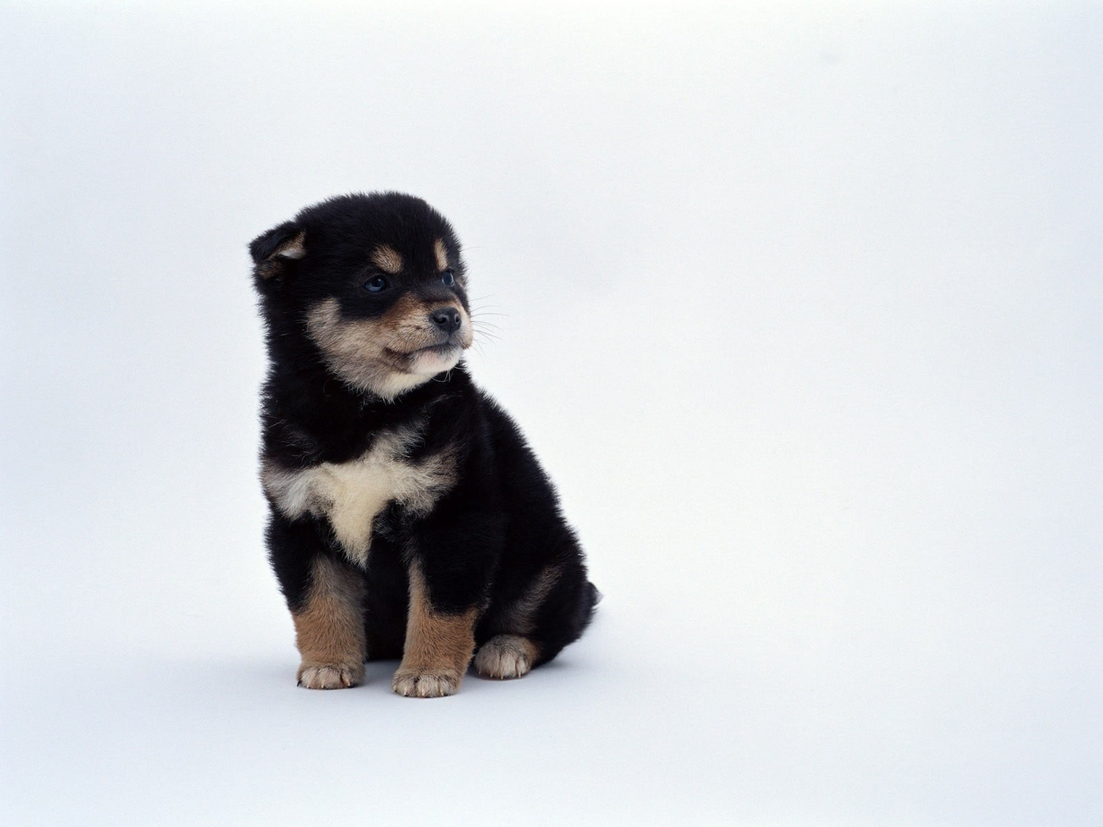 coat, black, domestic, purebred dog, young animal, animal themes, vertebrate, 720P, small, brown, dog, canine, sitting, animals, no people, Shiba Inu, HD Wallpaper