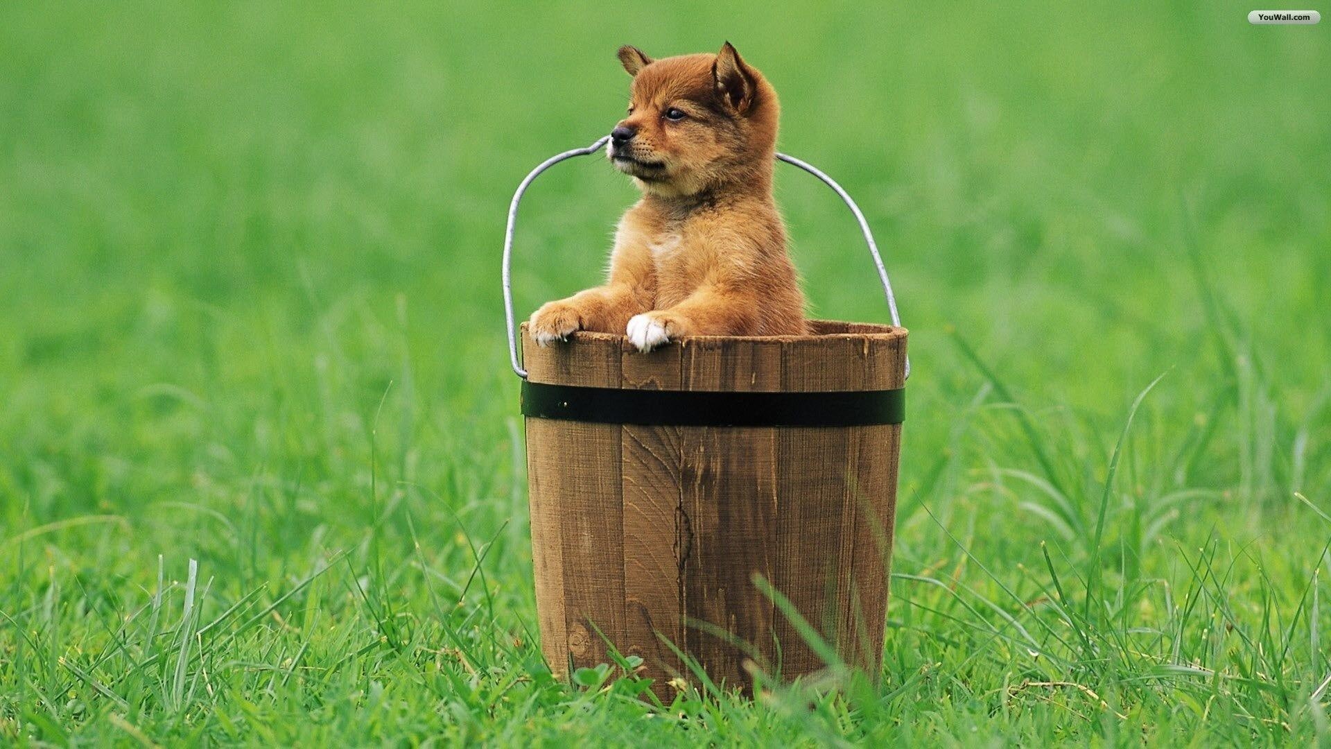 coated, short, animals, bucket, dogs, tan, puppy, 1080P, grass, basket, dog, HD Wallpaper