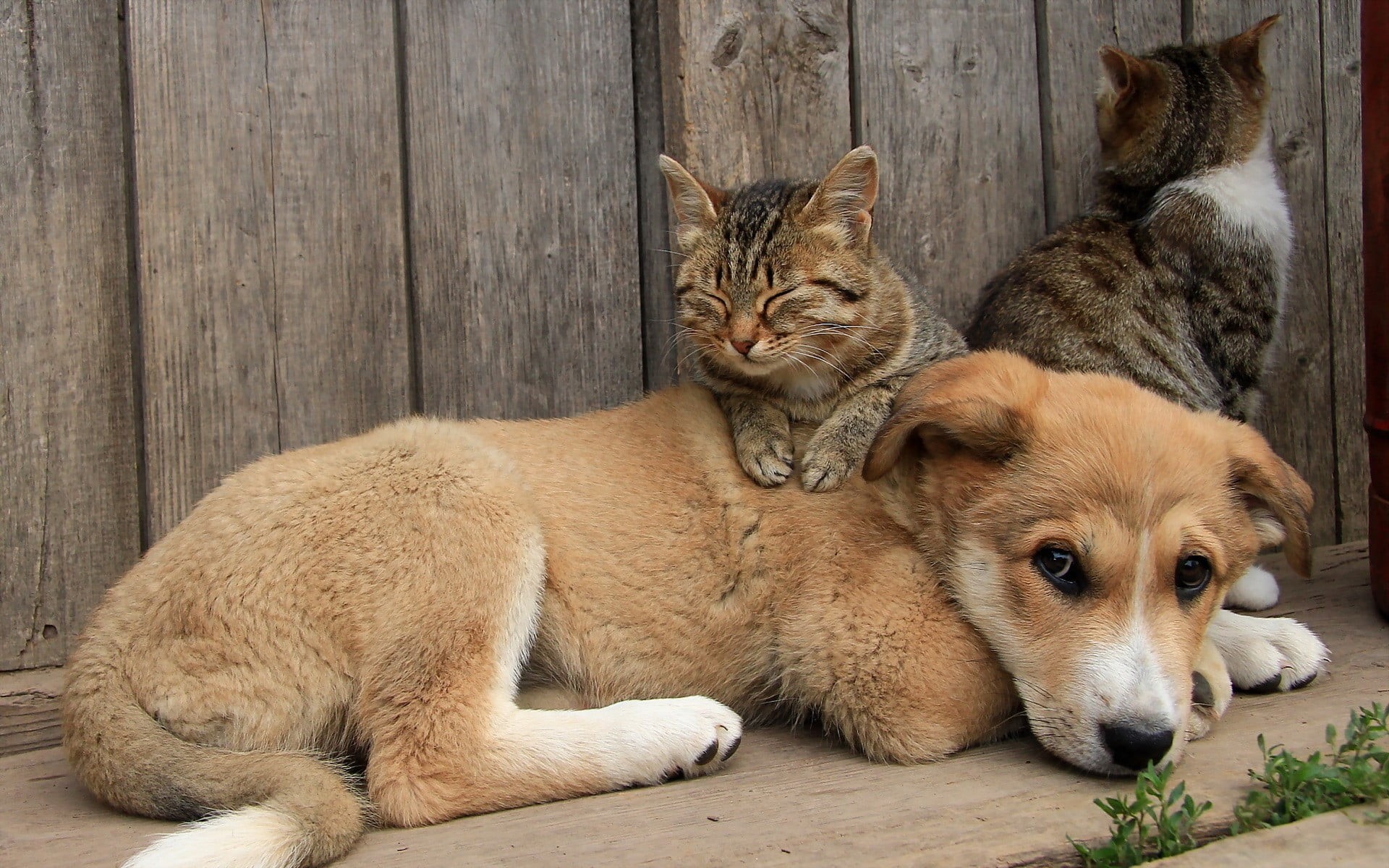 resting, puppy, coated, animal, pets, feline, short, white, dog, animal family, animals, animal themes, domestic animals, group of animals, canine, no people, HD Wallpaper