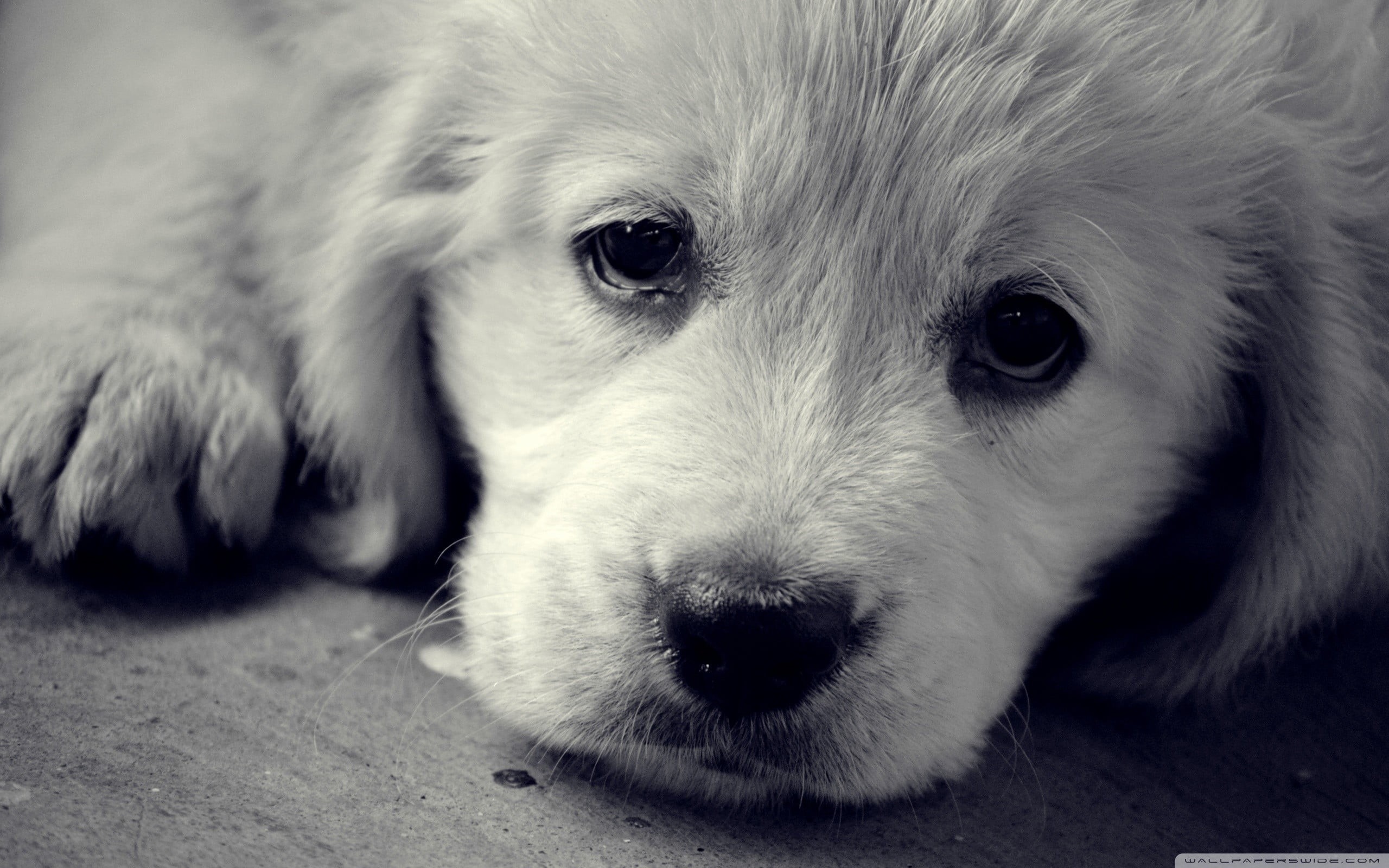 domestic, 2K, animal eye, one animal, whisker, pets, puppy, looking at camera, domestic animals, animal body part, short, vertebrate, no people, portrait, HD Wallpaper