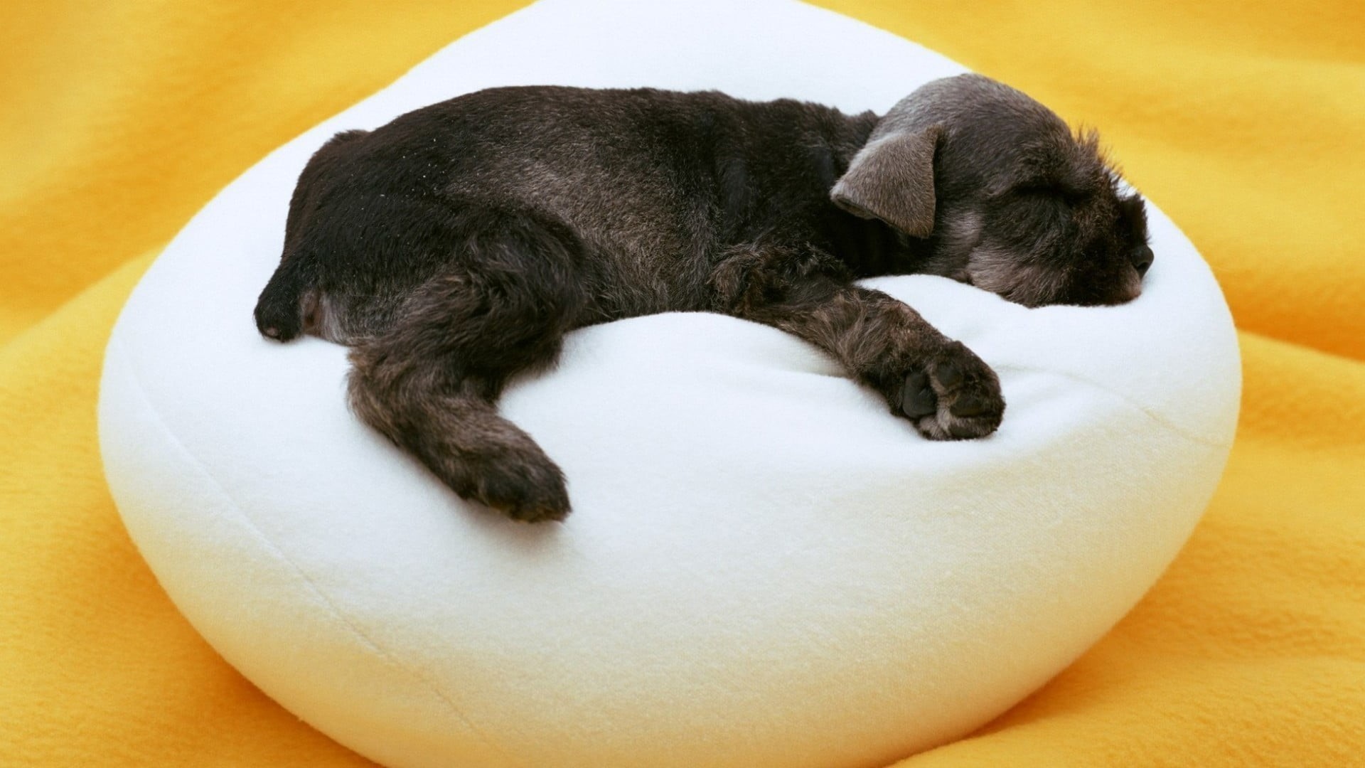 domestic, domestic animals, vertebrate, sleeping, mammal, black, lying down, one animal, puppies, full length, indoors, short, 1080P, relaxation, no people, HD Wallpaper