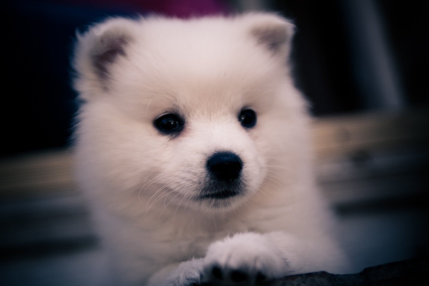 puppies, domestic animals, short, dotg, animal themes, focus on foreground, innocence, pets, snout, dog, animals, portrait, coated, pomeranian, Siberian Husky , HD Wallpaper