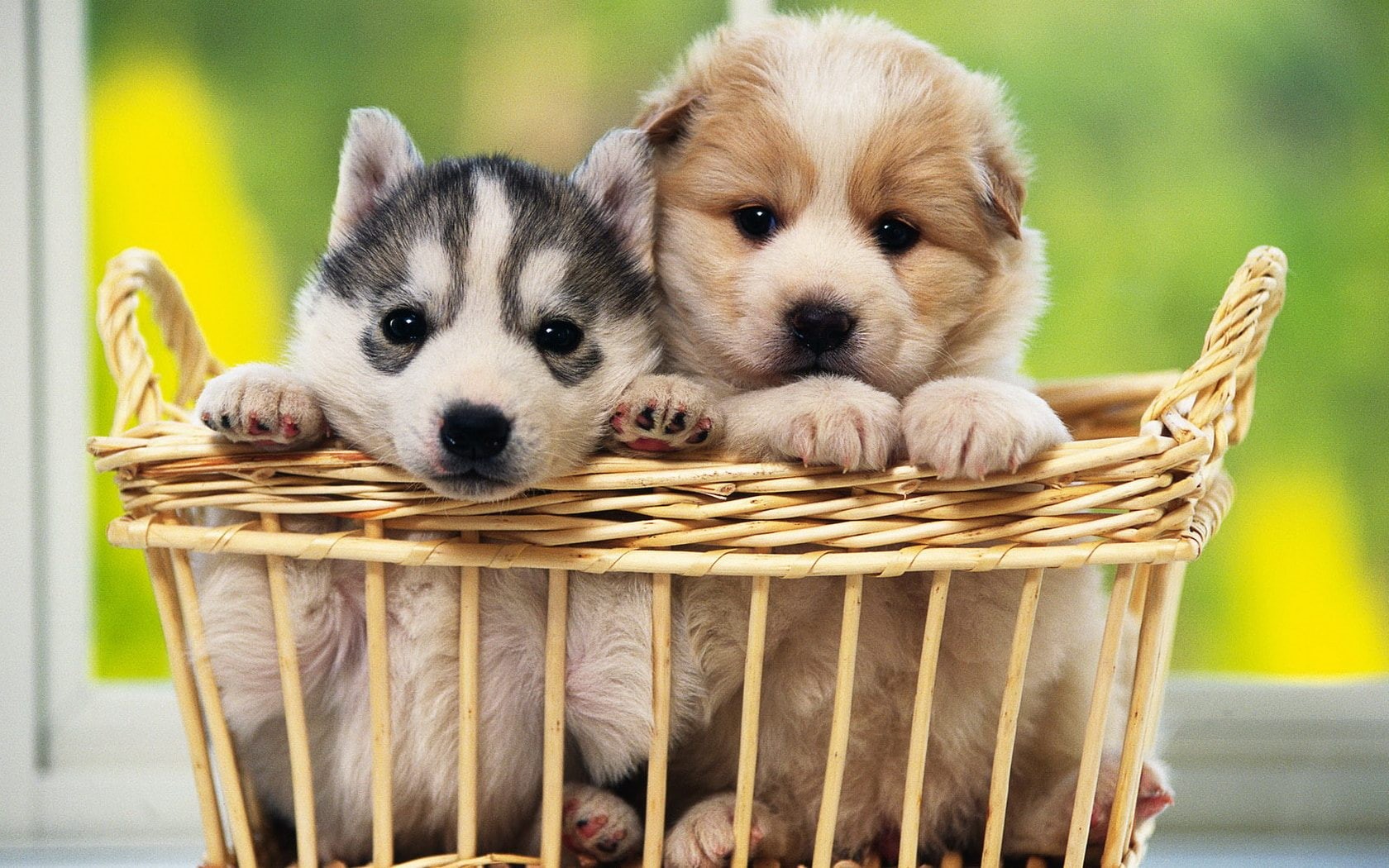 puppies, dog, animals, puppy, coat, basket, two, brown, hd, 720P, short, black, HD Wallpaper