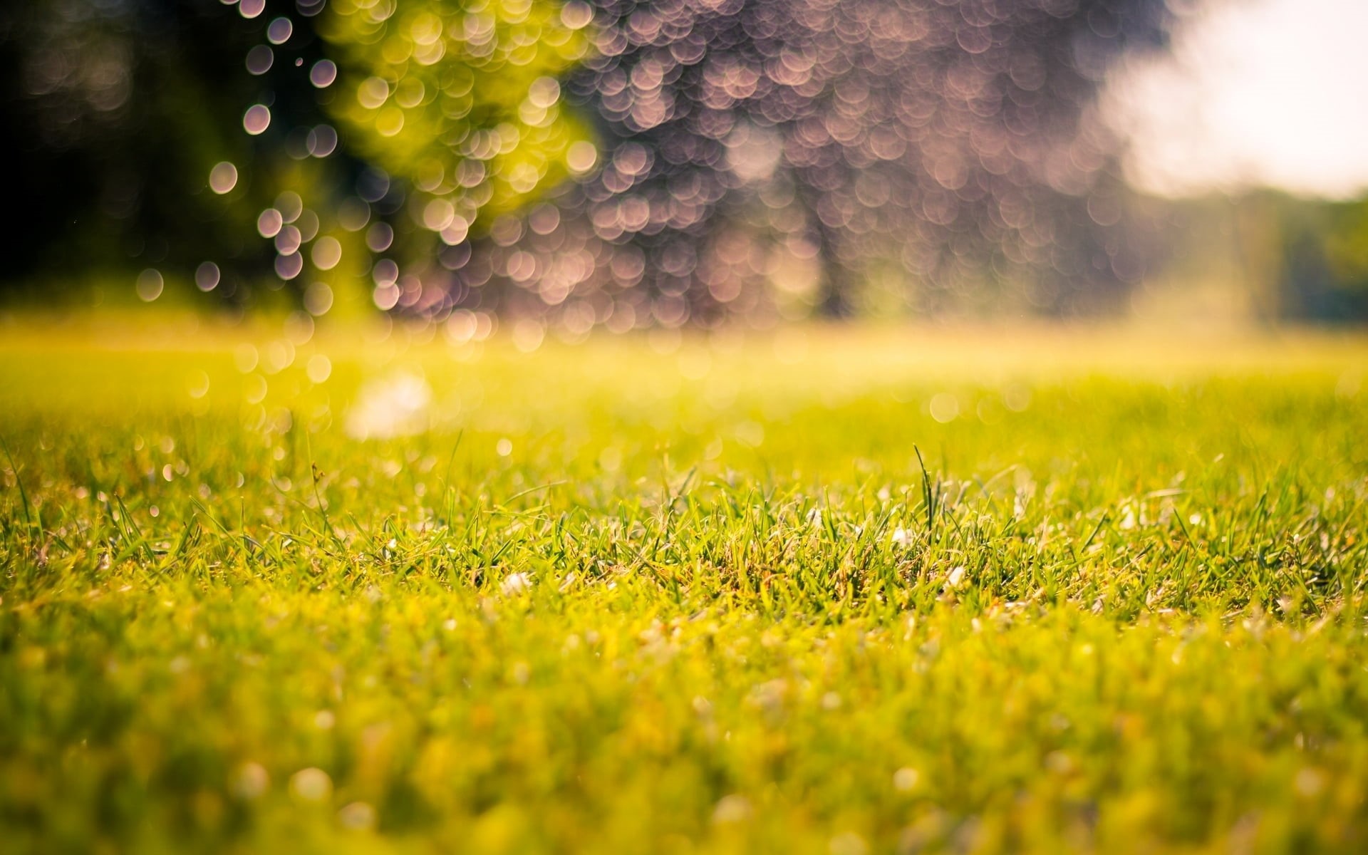 1080P, greens, blur, no people, bokeh, background, day, raindrop, grass, beauty in nature, nature, morning, drop, green, plant, land, sport, freshness, HD Wallpaper