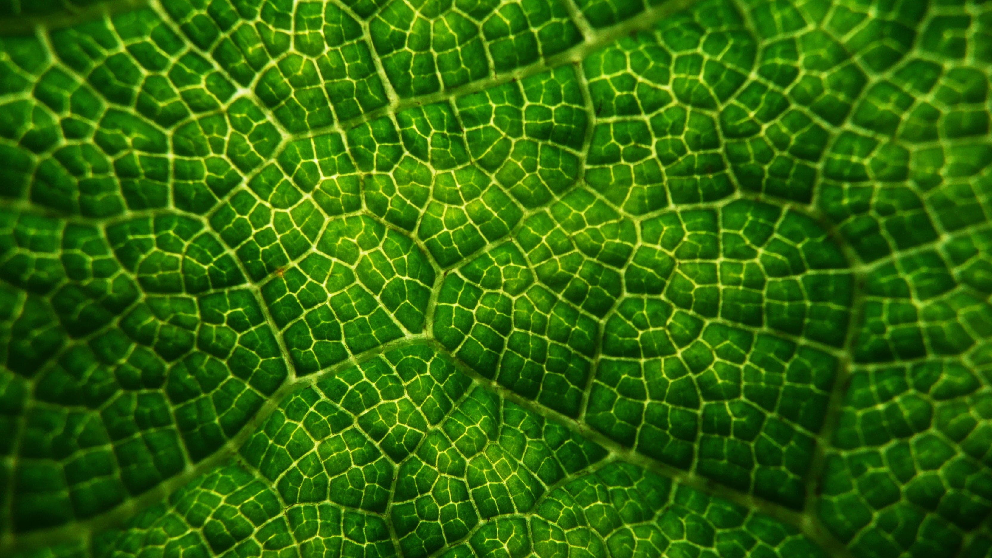 small, Greens, photography, leaf vein, close-up, green color, nature, plant, Leaves, rough, Patterns, Leafy, growth, decorative, natural, macro, backgrounds, HD Wallpaper