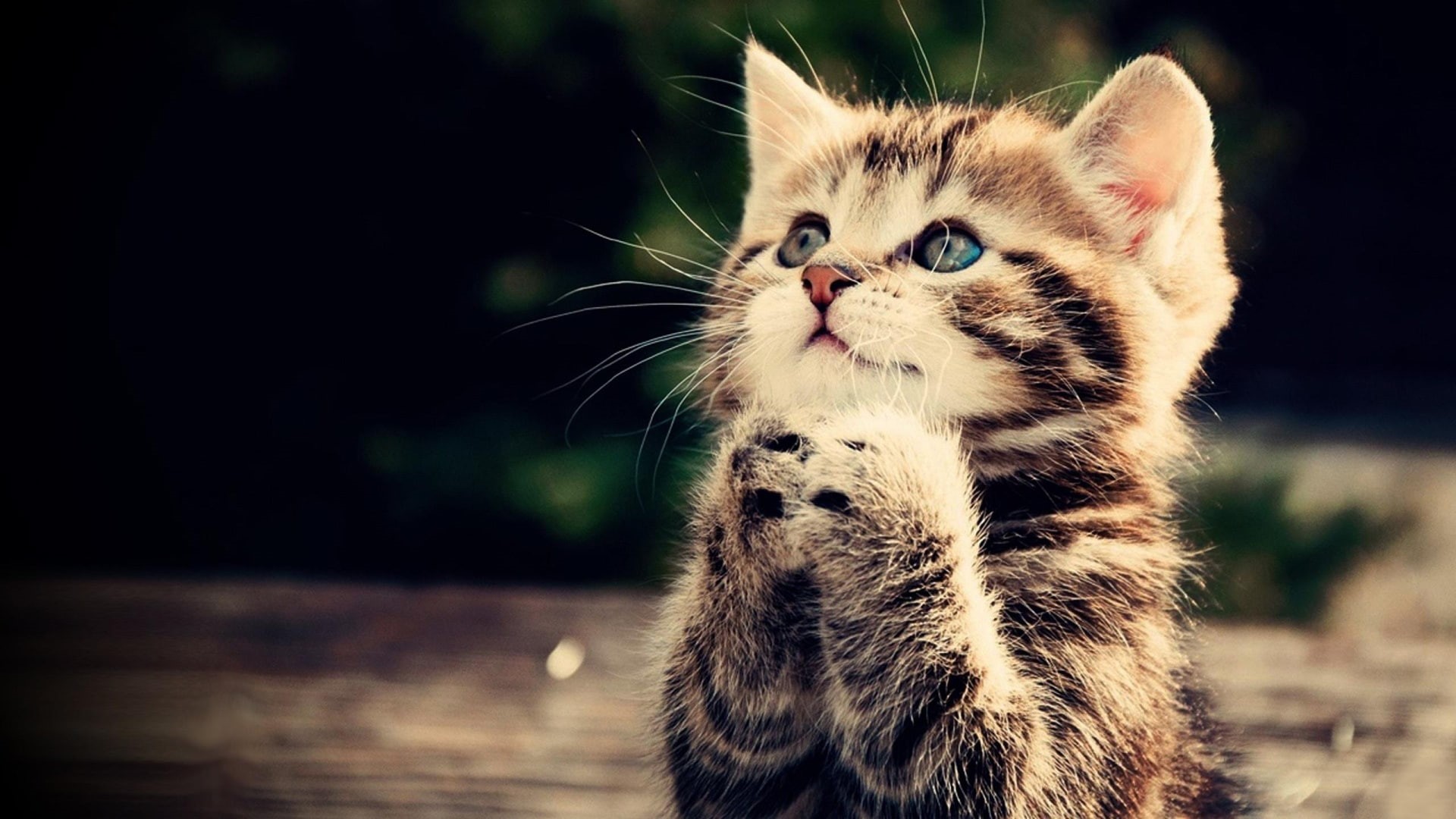cute, prayer, brown, cat, kitten, animal, 1080P, tabby, HD Wallpaper