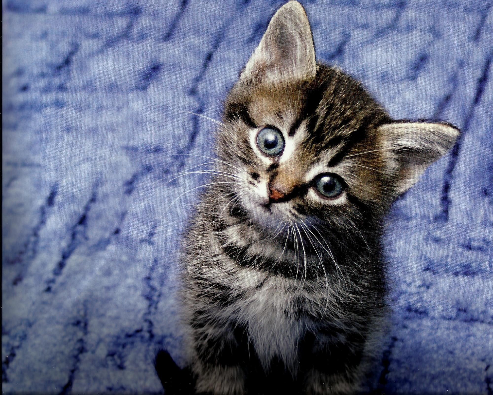 kitten, tabby, feline, 1080P, felin, animals, paws, cute, HD Wallpaper