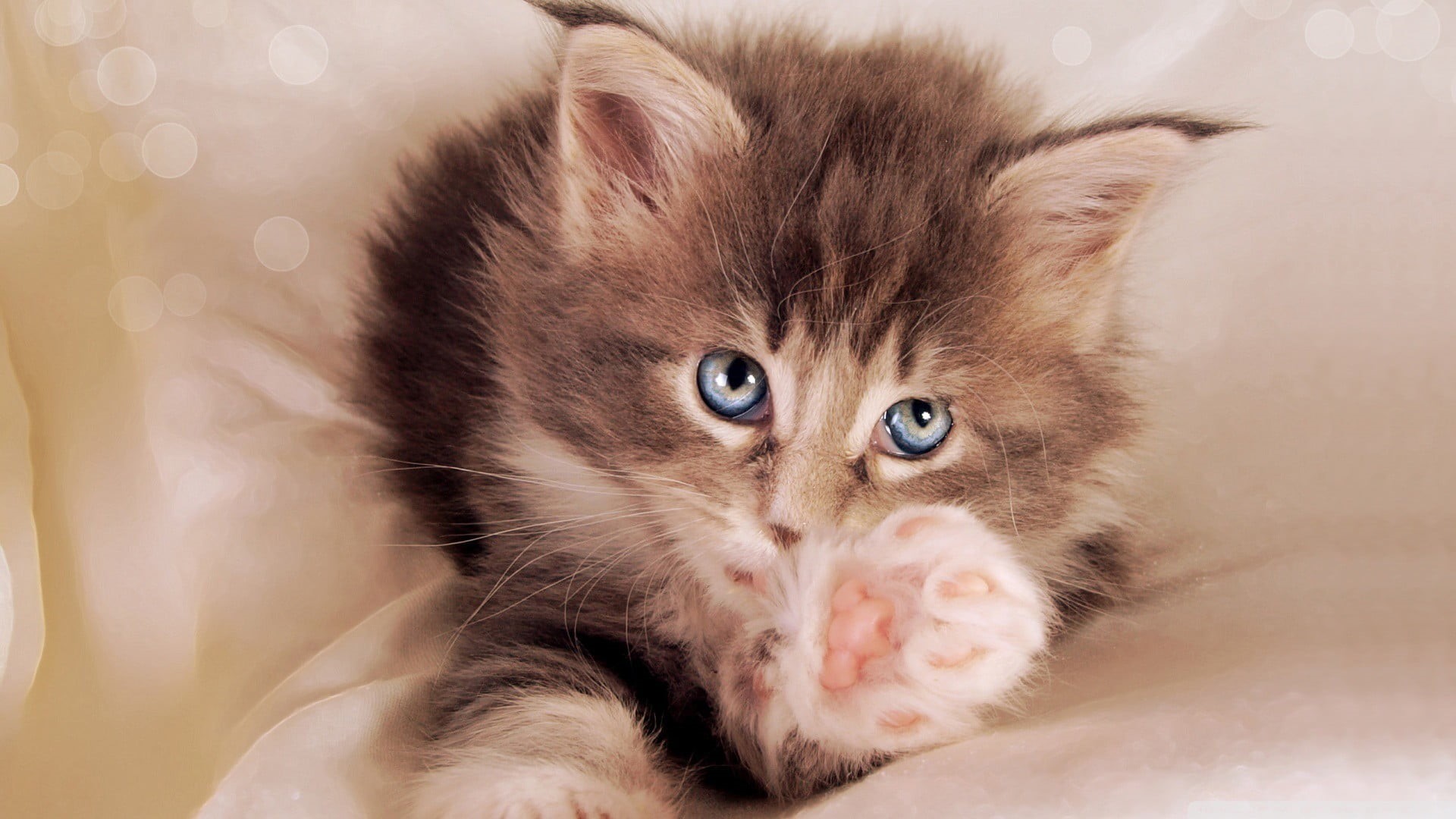 animal eye, domestic animals, close-up, brown, domestic cat, tabby, domestic, contemplation, 1080P, kittens, vertebrate, cat, kitten, mammal, looking at camera, HD Wallpaper