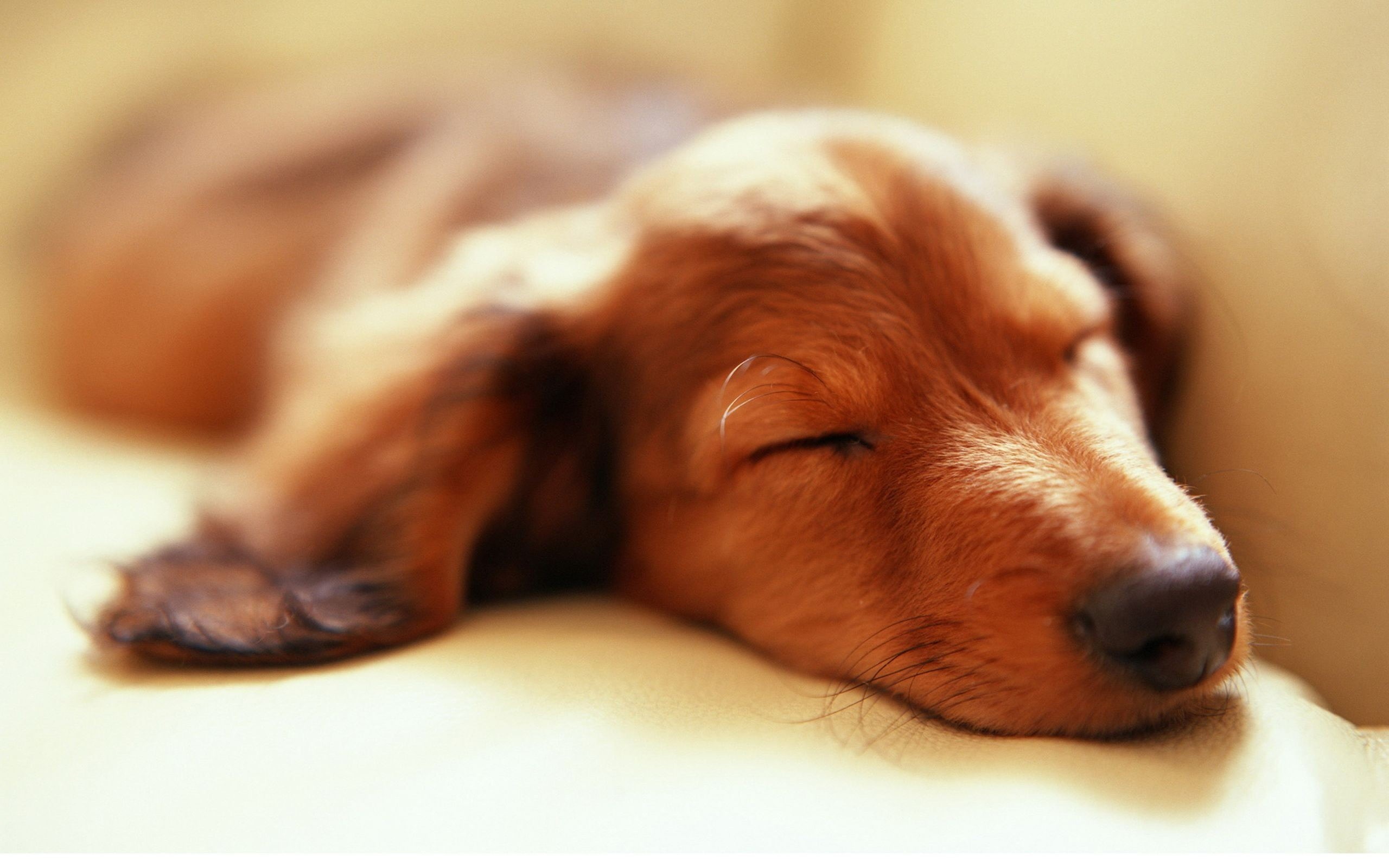 animal body part, animal head, selective focus, coated, purebred dog, dog, pets, mammal, indoors, napping, small, dachshund, canine, no people, animal themes, HD Wallpaper