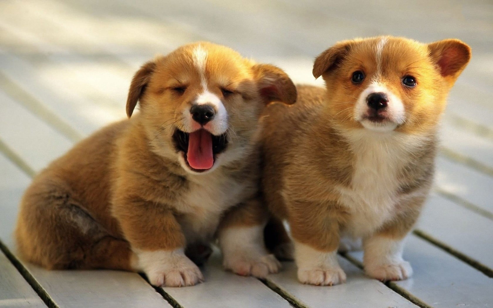 canine, puppy, group of animals, vertebrate, dog, no people, mouth open, two animals, animal body part, sticking out tongue, animal themes, young animal, HD Wallpaper