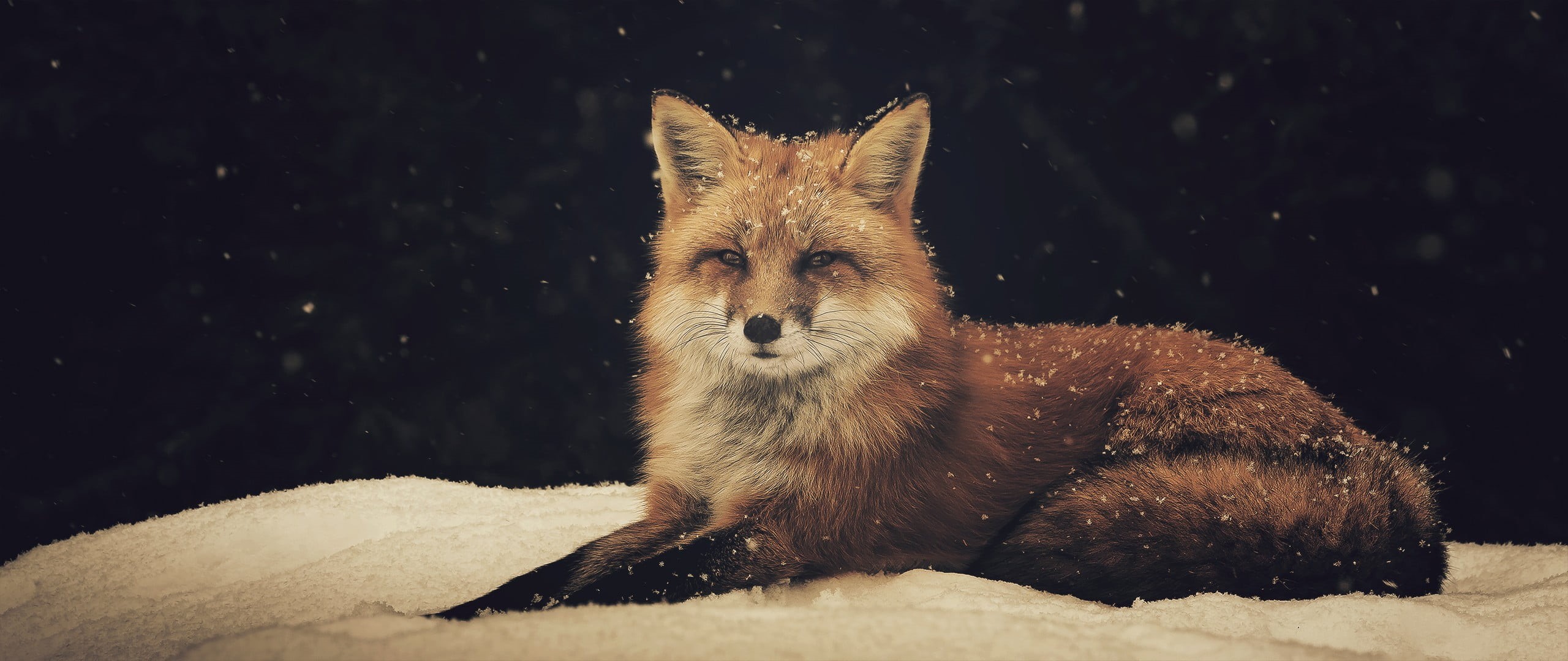 animals, mammal, day, looking at camera, animal themes, animal, 2K, vertebrate, portrait, nature, fox, domestic animals, snowing, domestic, winter, orange, HD Wallpaper