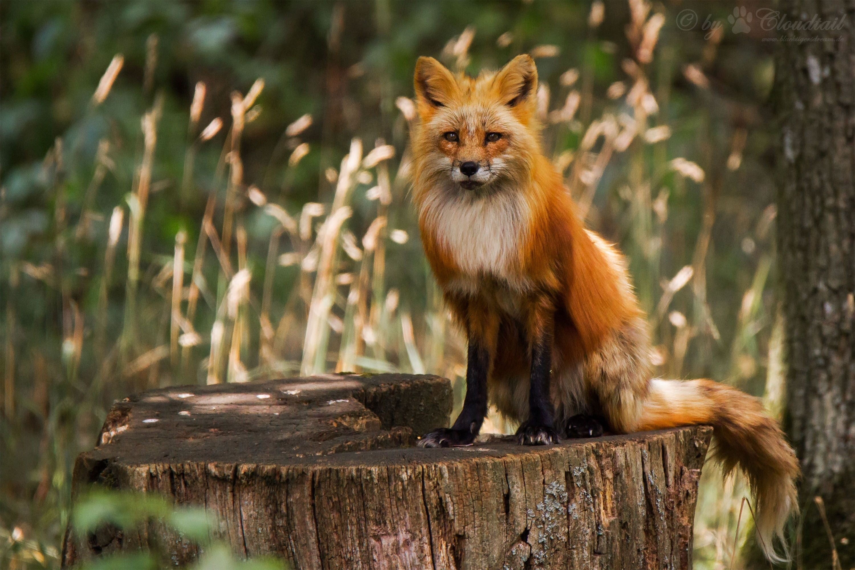 animals, 2K, fox, animal themes, portrait, bark, no people, wood - material, vertebrate, animal wildlife, day, outdoors, plant, log, animals in the wild, HD Wallpaper