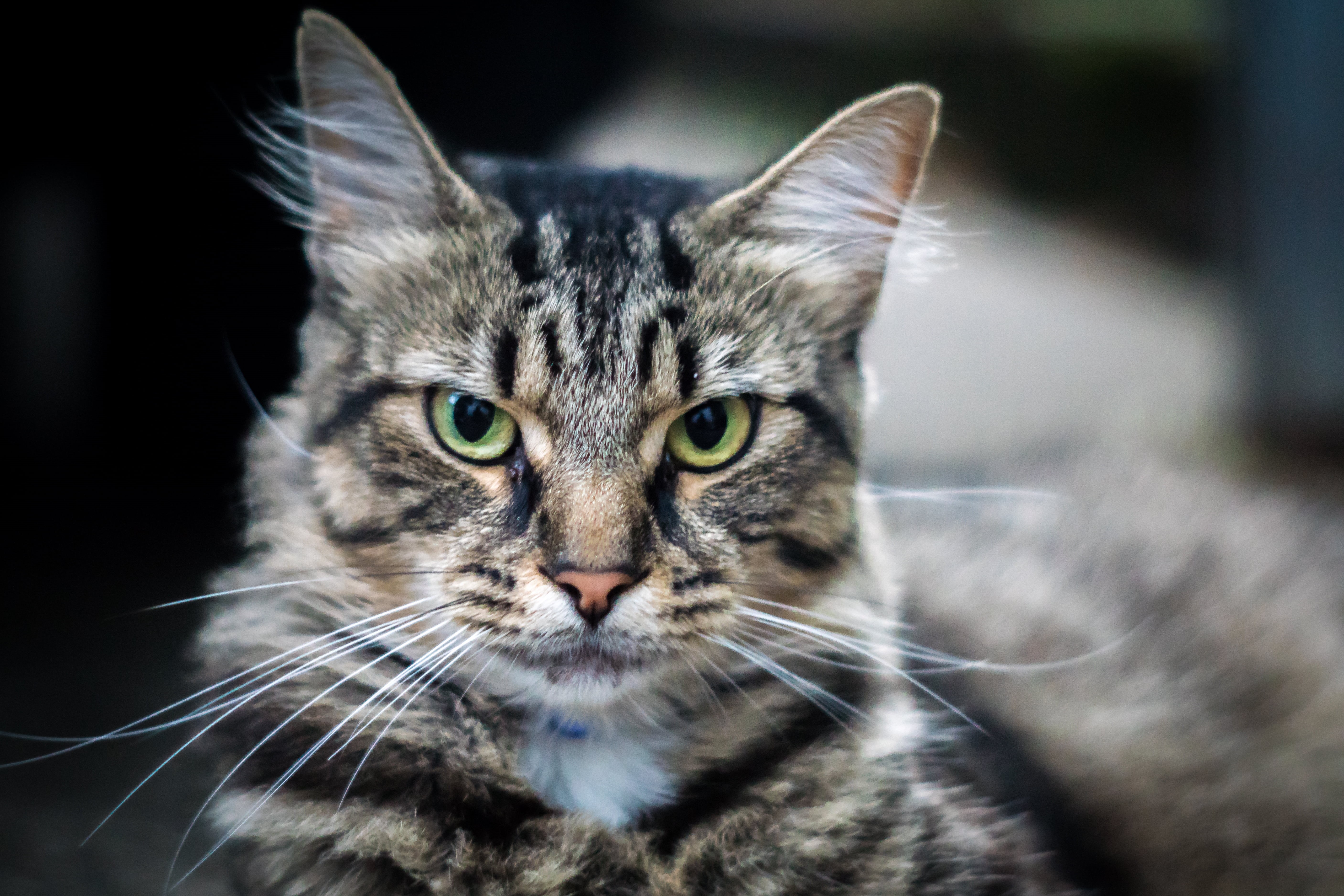 gray, looking, maxxum, prime, cat, Neighborhood, Friendly, domestic Animals, whisker, domestic Cat, focus, sony  alpha, tabby cat, selective, pet, kitten, HD Wallpaper