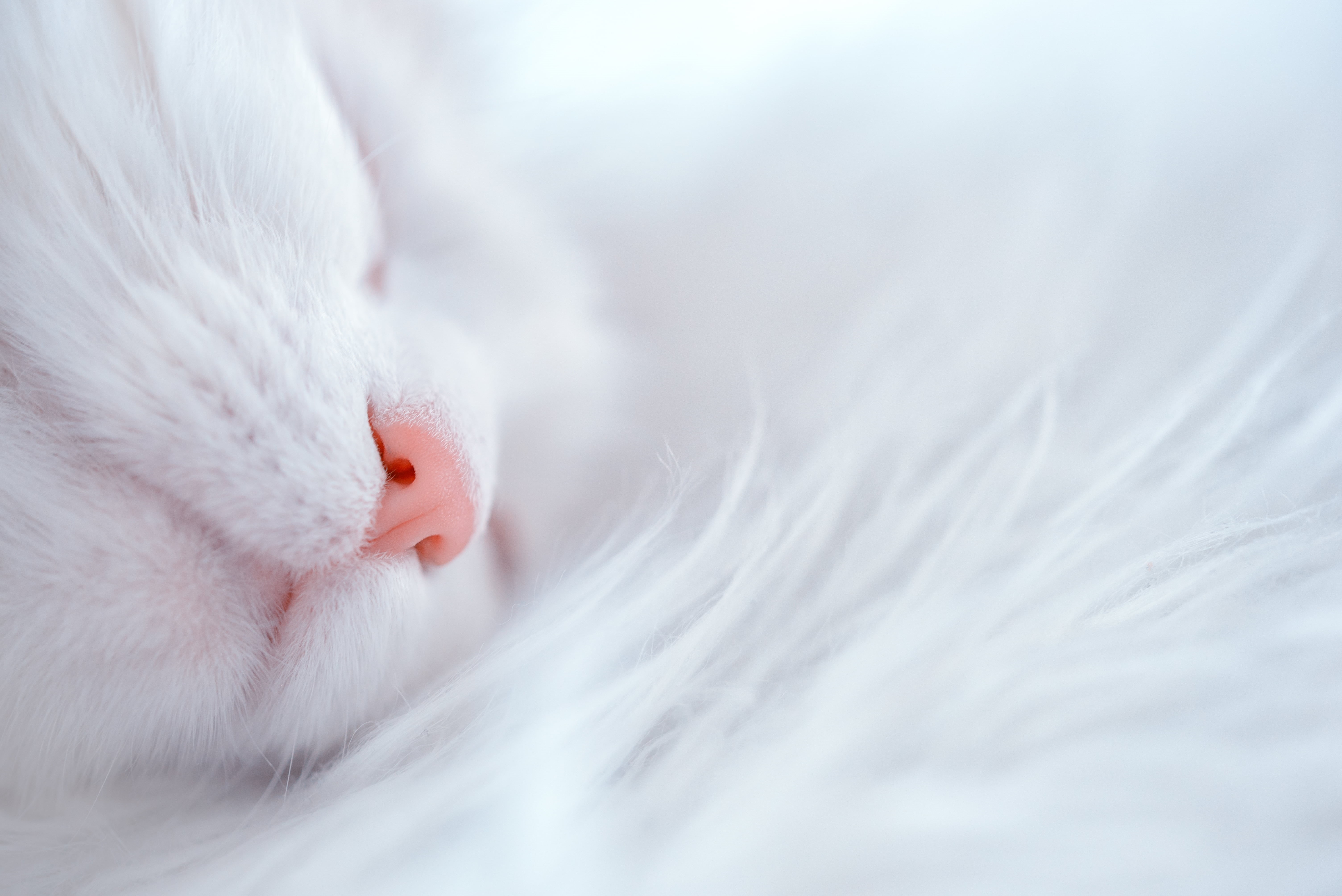 cat, fur, nap, 5K, mammal, domestic Animals, background, tired, cute, closeup, cats, photography, sleepy, pets, animal, white, Napping, katt, sleeping, HD Wallpaper