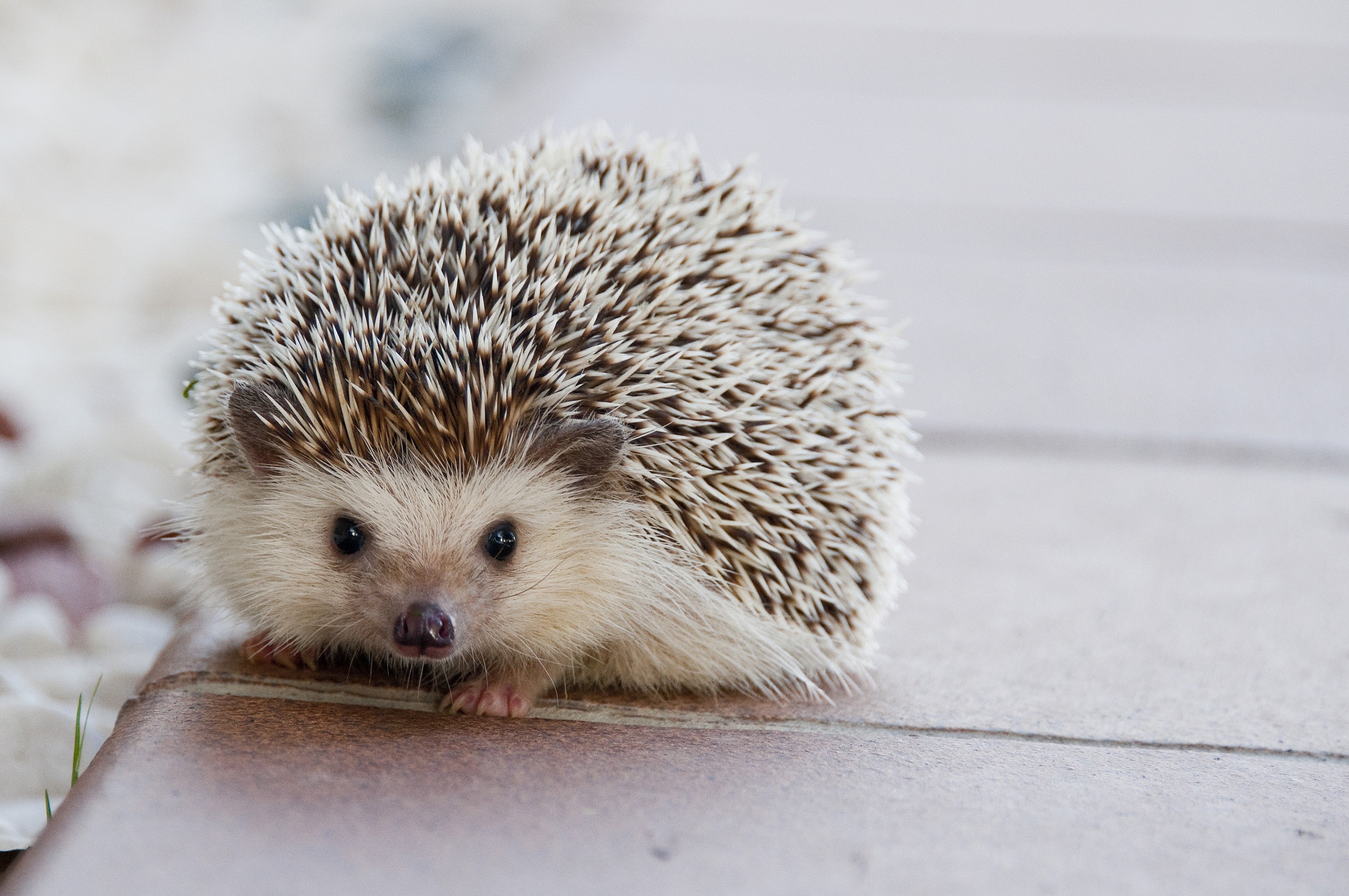 looking at camera, porcupine, animal wildlife, cute, brown, focus, nature, hedge, no people, focus on foreground, selective, animals in the wild, happy, HD Wallpaper
