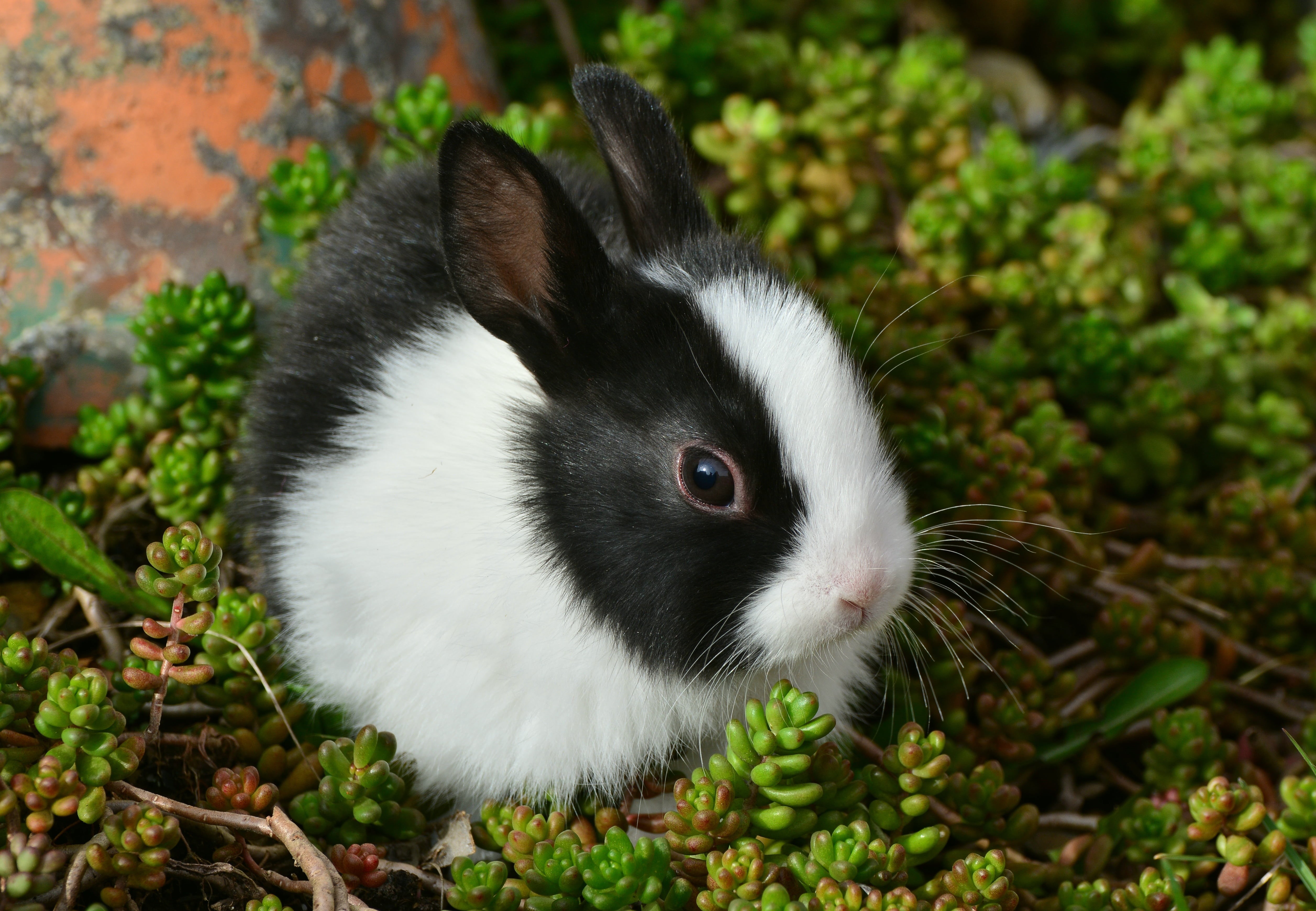 bunny, plant, domestic, day, outdoors, vertebrate, domestic animals, focus on foreground, pets, mammal, pet, nature, animal wildlife, animal, herbivorous, HD Wallpaper
