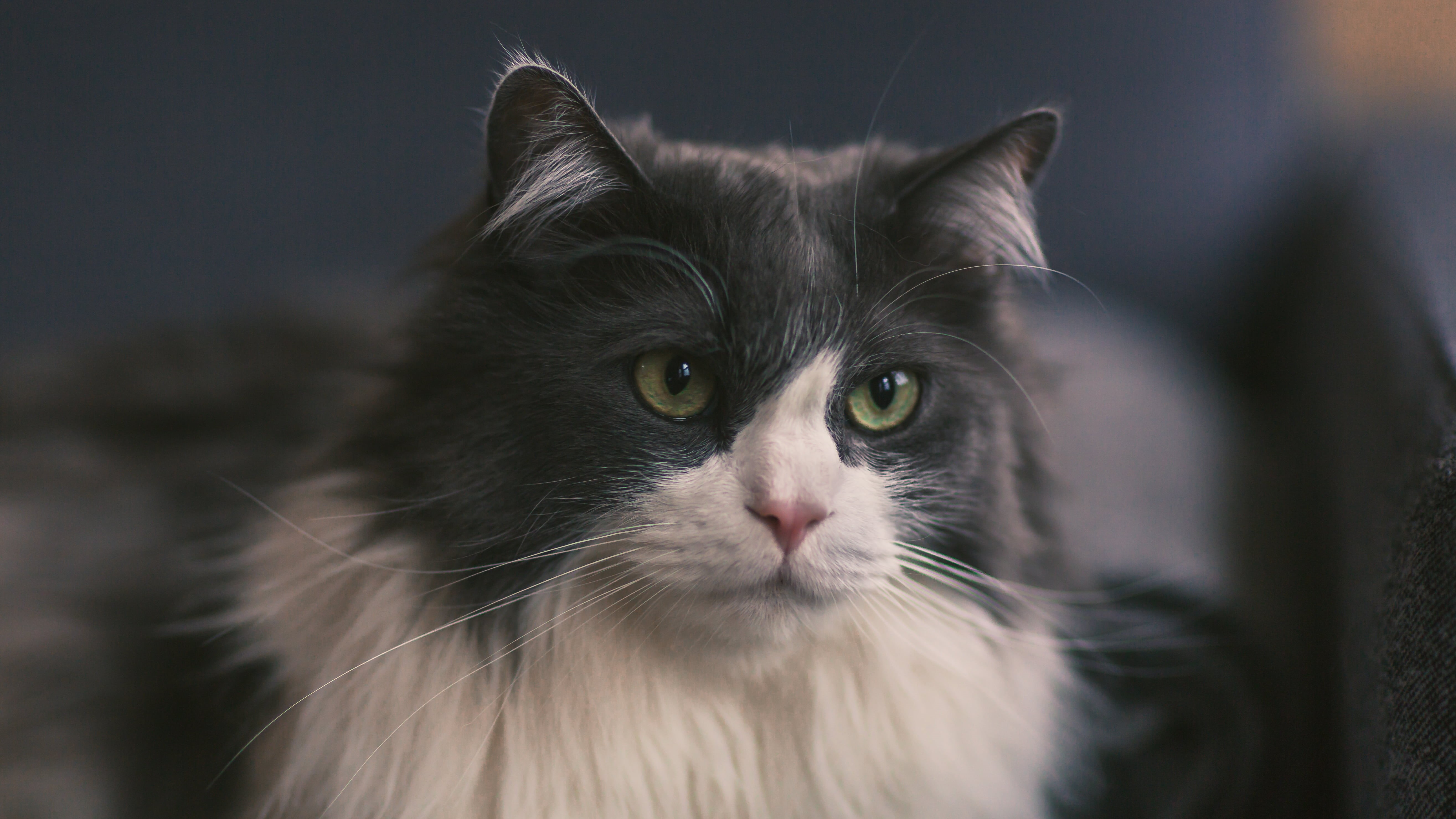 cute, 5K, closeup, looking, cat, photography, animal, pets, mammal, domestic Cat, domestic Animals, fur, tuxedo, HD Wallpaper