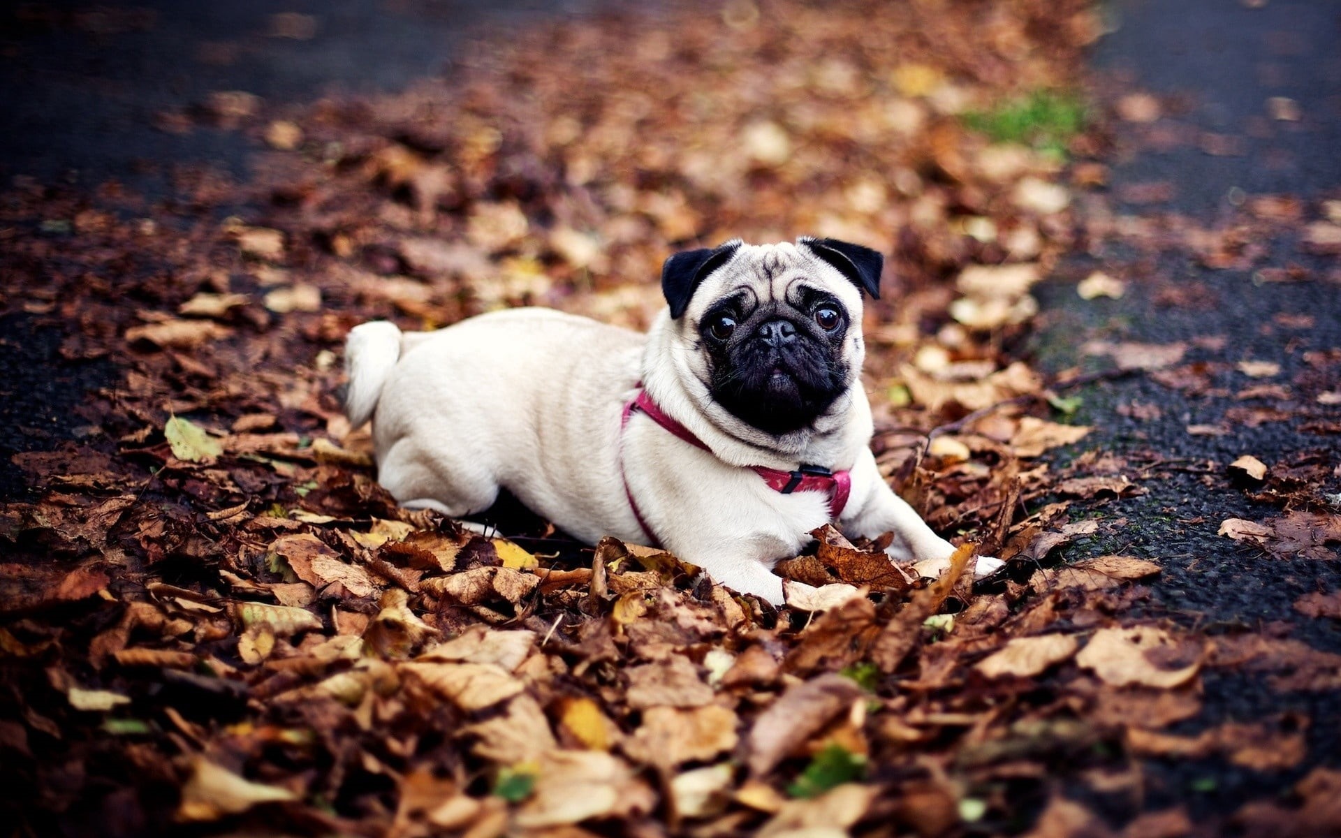 pets, fun, lie, grass, selective focus, foliage, sitting, cheerful, portrait, autumn, fawn, animal, outdoors, lap dog, one Animal, dog, animal head, no People, HD Wallpaper