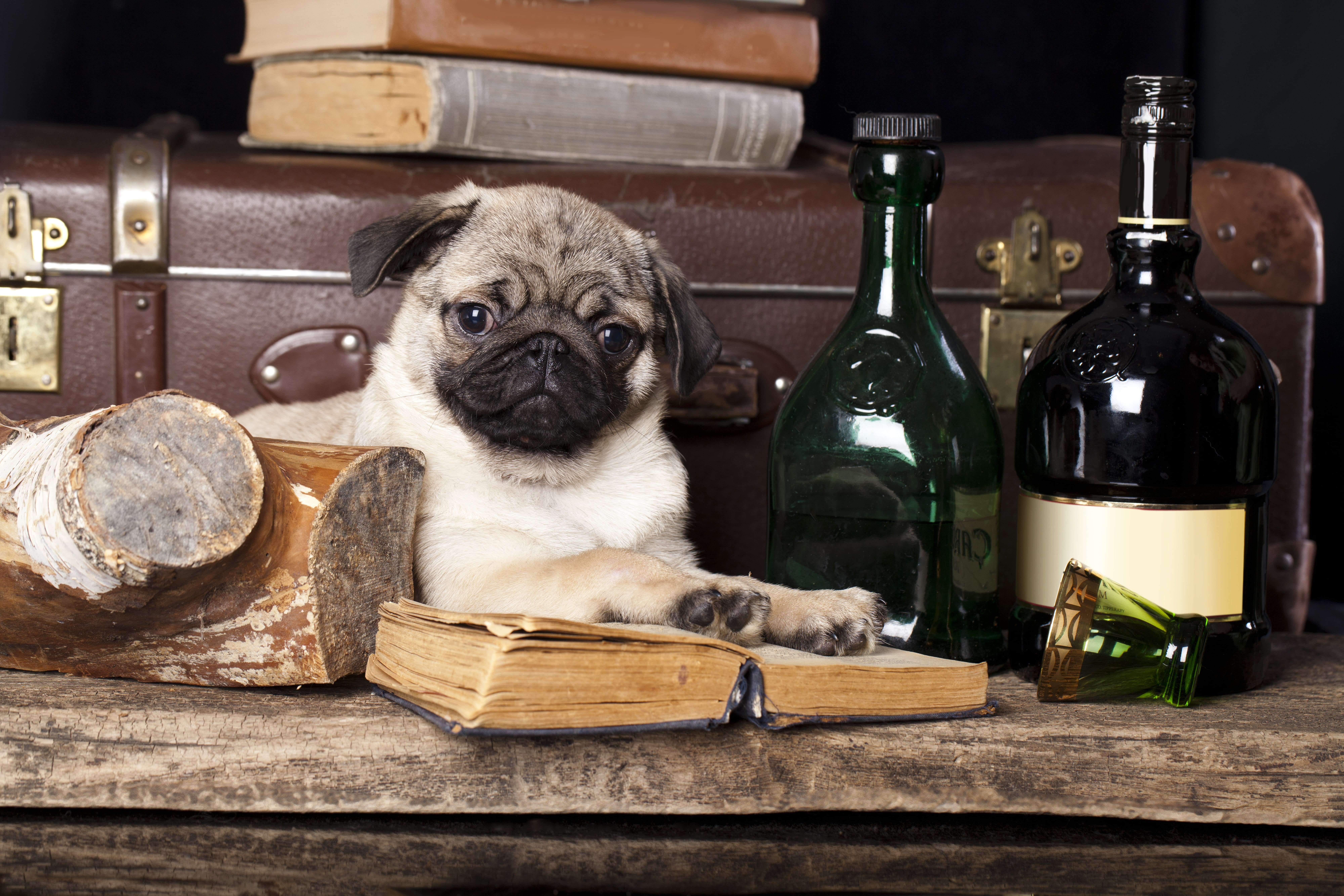 old-fashioned, pets, old, indoors, drink, retro Styled, puppy, animal themes, suitcase, no people, one animal, cute, table, fawn, small, mammal, brown, HD Wallpaper