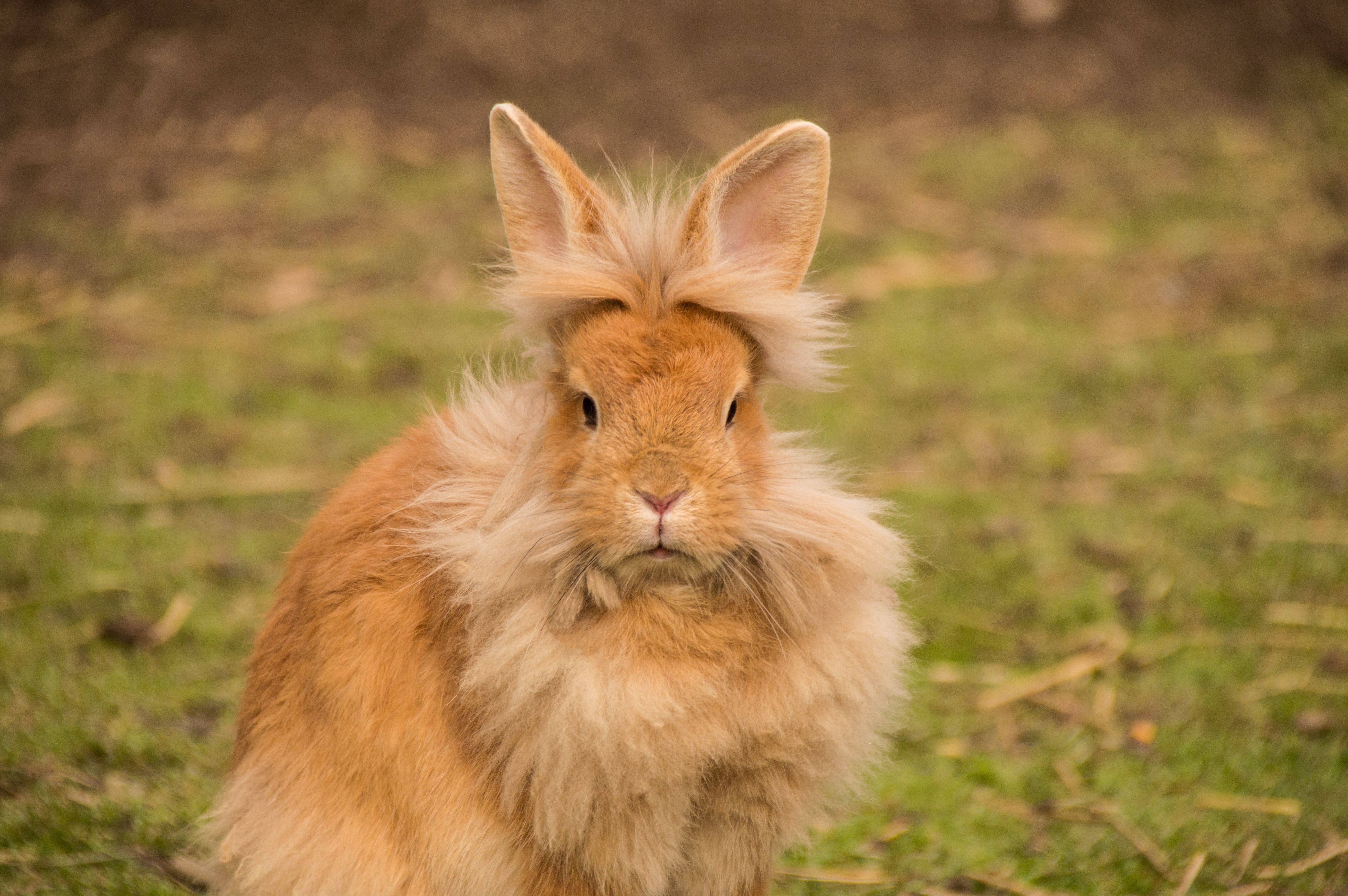 rabbit - animal, cute, herbivorous, animal themes, day, hare, field, sweet, whisker, looking at camera, outdoors, spoon, focus on foreground, mammal, nature, HD Wallpaper