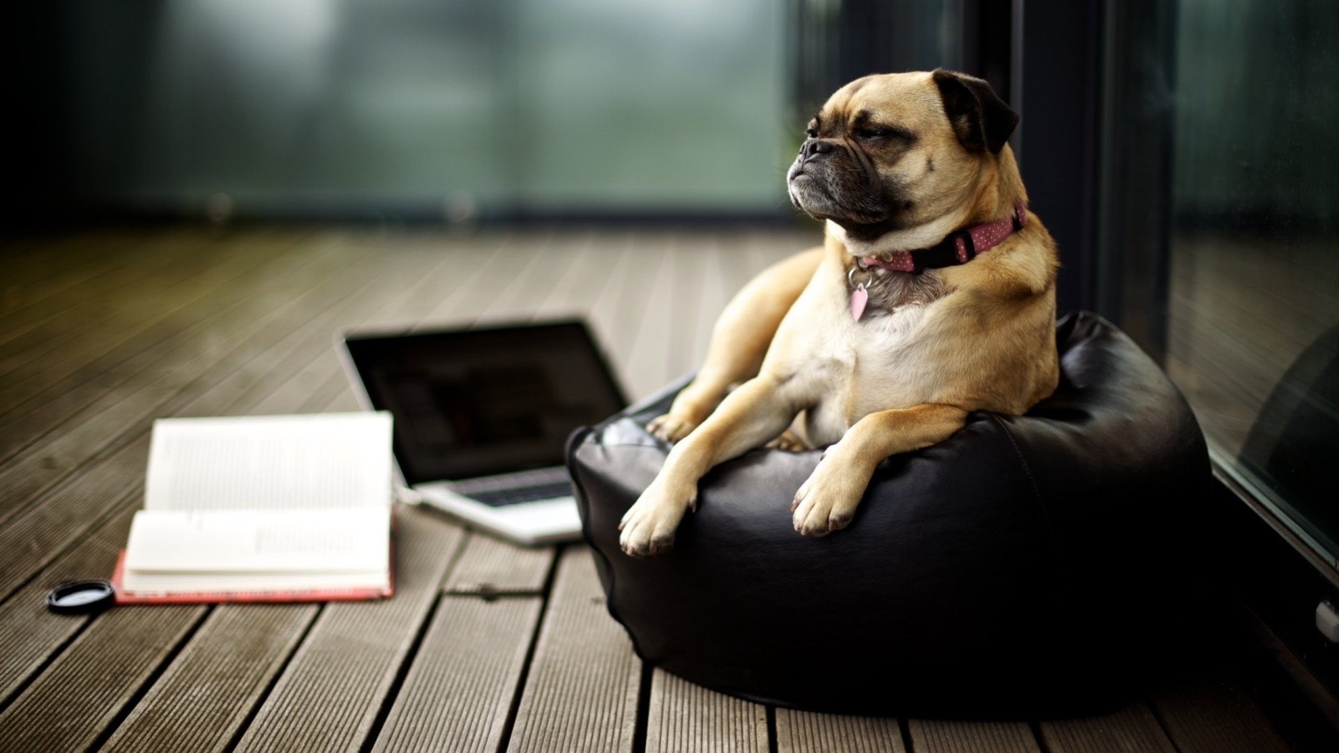 wood, sitting, indoors, books, relaxation, wireless technology, small, mammal, domestic animals, domestic, purebred dog, animals, flooring, pug, 1080P, HD Wallpaper