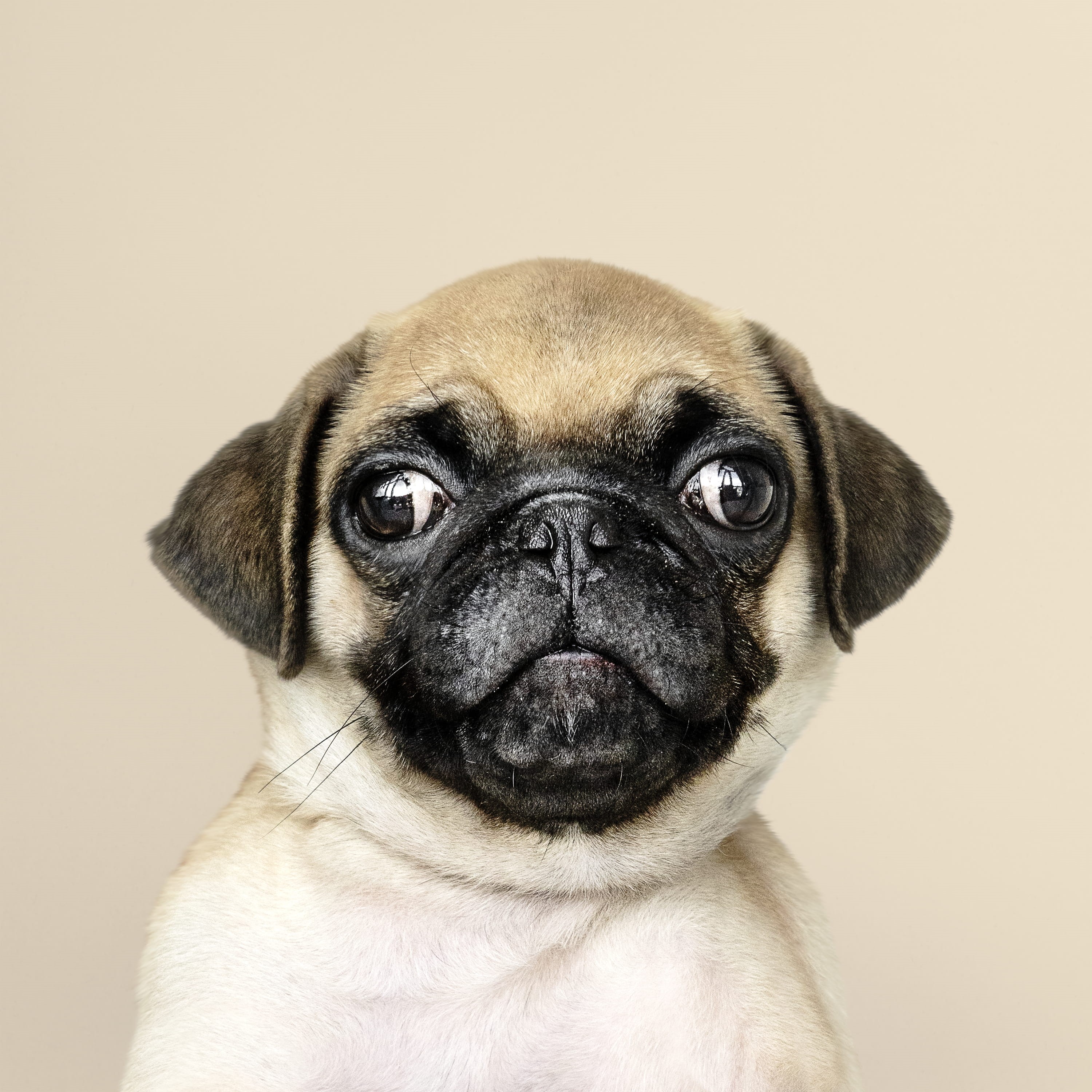 no people, dog, one animal, animal themes, pet, ears, whelp, 2K, portrait, animal, indoors, small, animal eye, studio shot, animal body part, pedigree, Phone HD Wallpaper
