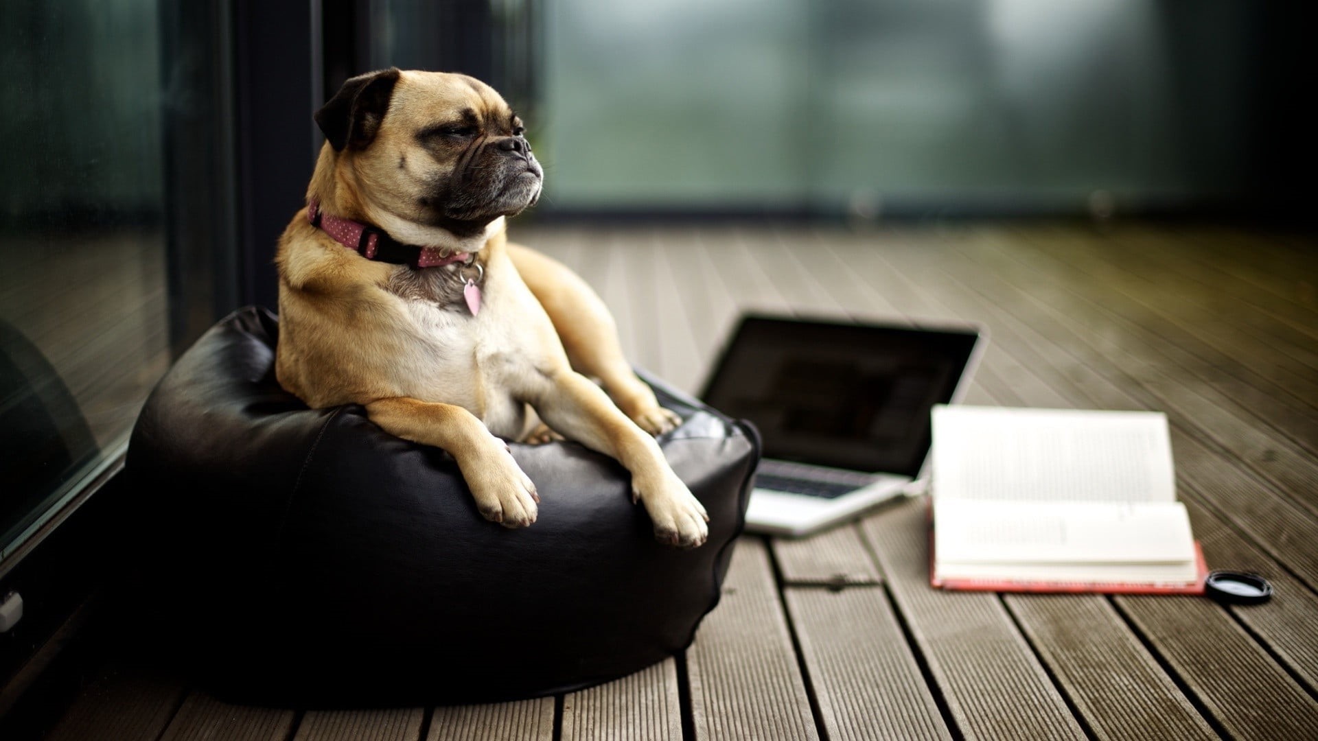 pug, puggle, domestic, mammal, focus on foreground, looking, one animal, relaxation, small, canine, no people, animal themes, animals, 1080P, indoors, HD Wallpaper